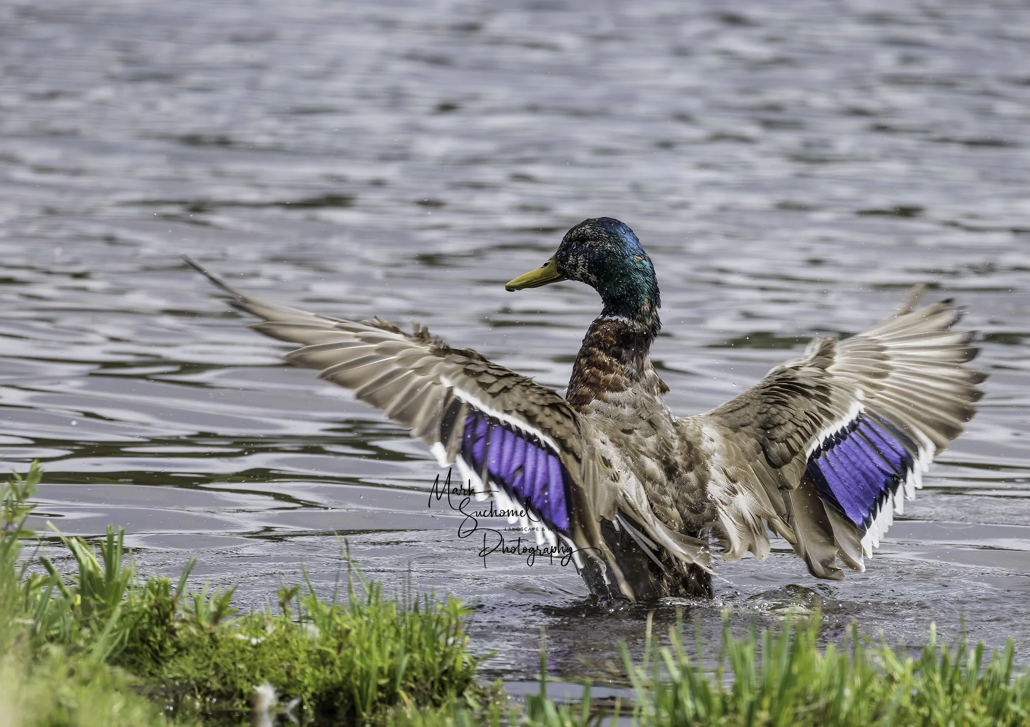 A duck with blue and green head feathers spreading its wings in a lake with green grass in the foreground.