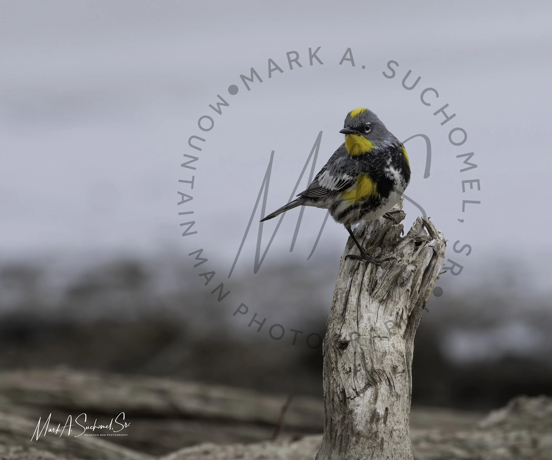 A small yellow and black bird perched on a weathered piece of driftwood with a blurred ocean background.