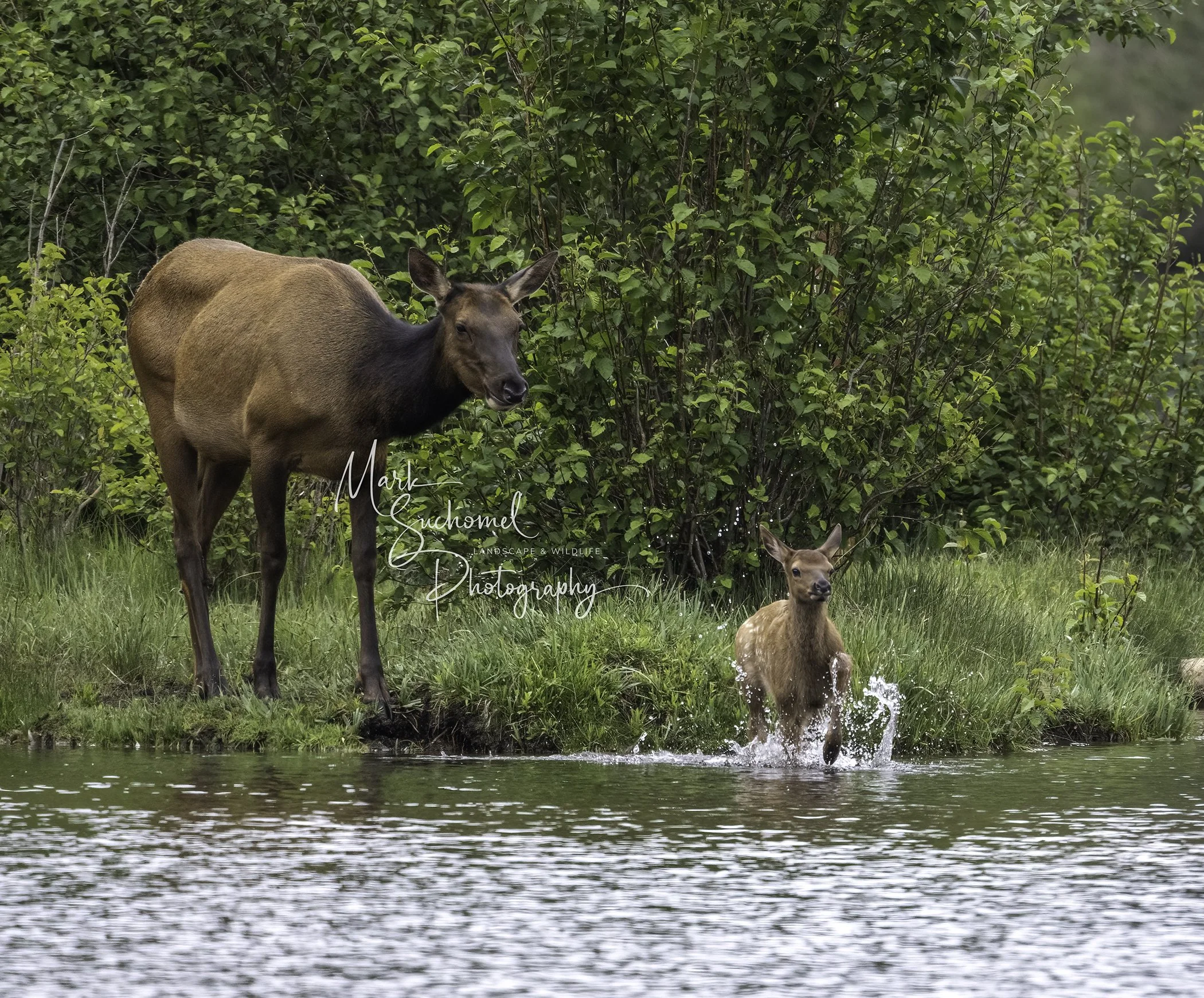 New born Elk