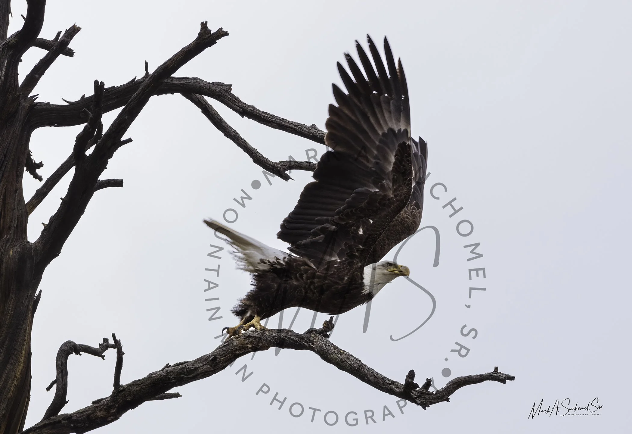 American Bald Eagle Dedisse Park Evergreen, Colorado