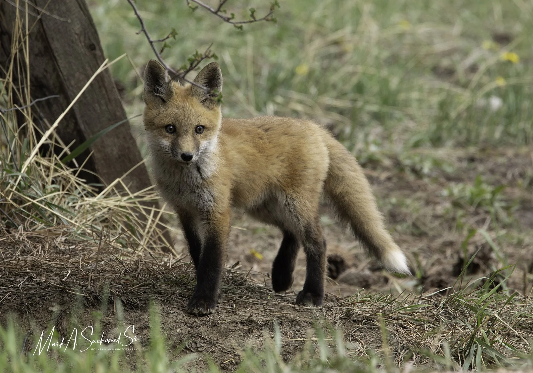 A young fox standing on the ground near some grass and a tree trunk in a natural wooded area.