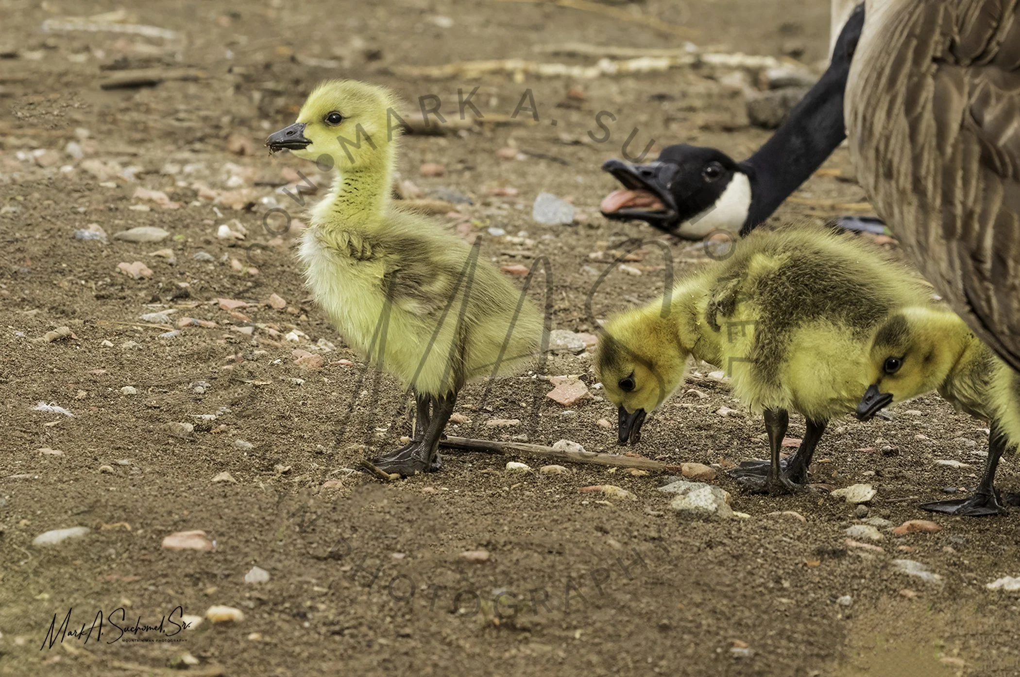 Three baby birds standing on dirt ground with a goose in the background.