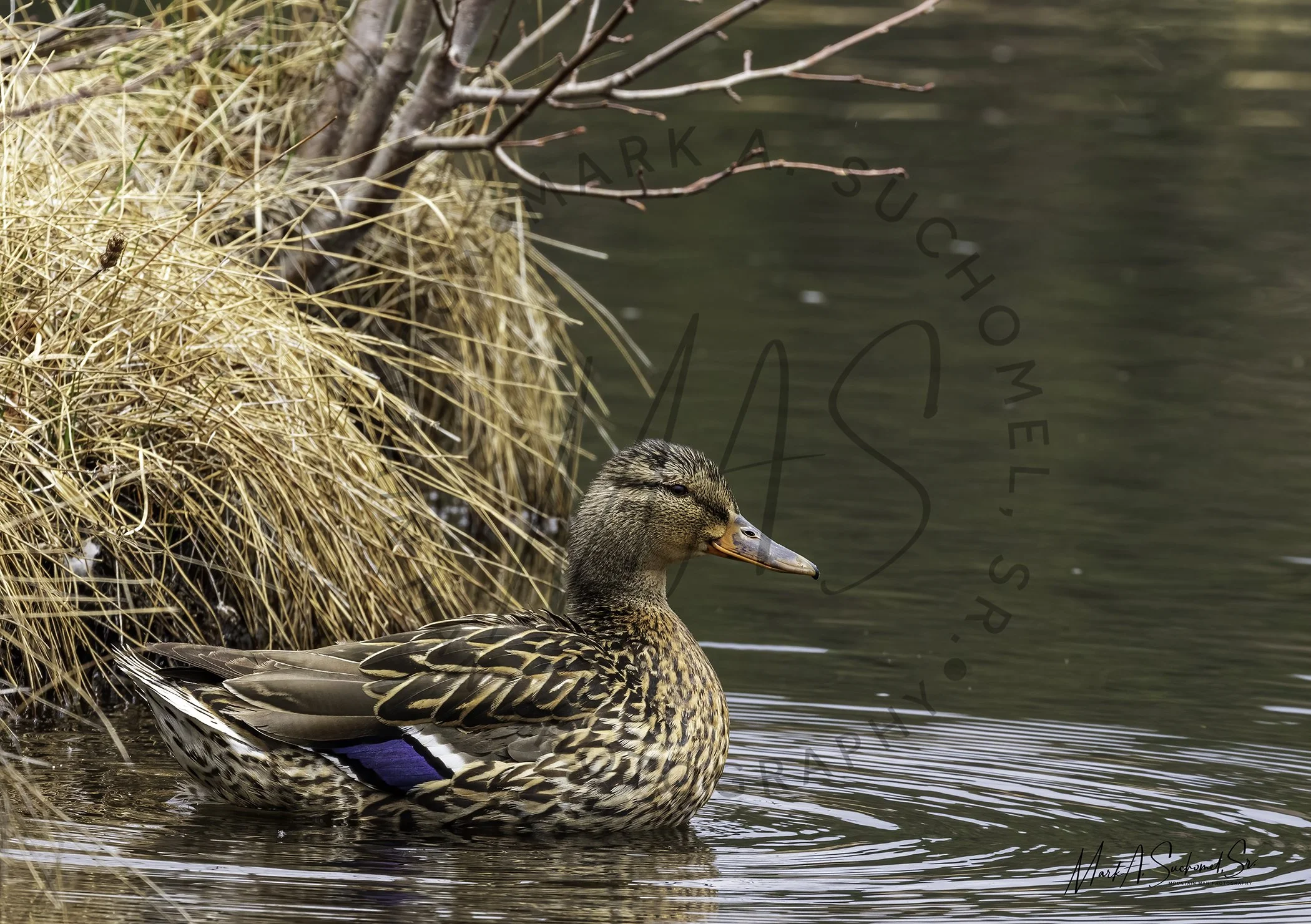A female mallard duck sitting in the water near dried grass and leafless tree branches along the shoreline.