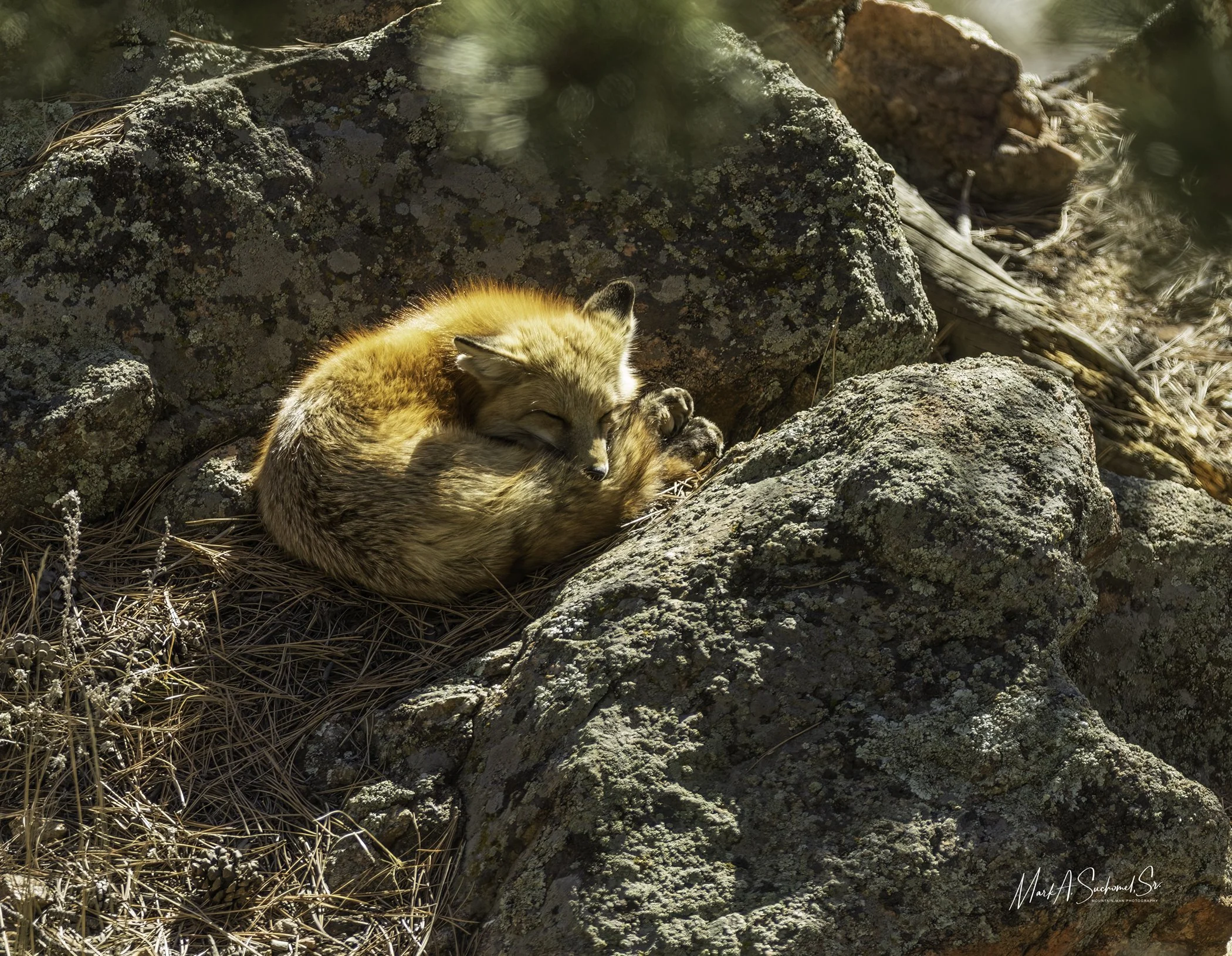 A fox curled up and sleeping among rocks and pine needles in a natural outdoor setting.
