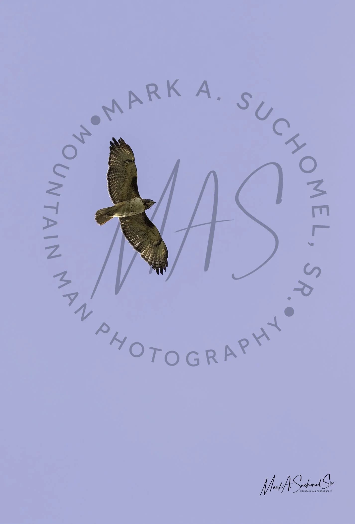 A bird of prey soaring in a clear blue sky with a circular text overlay and a signature in the bottom right corner.