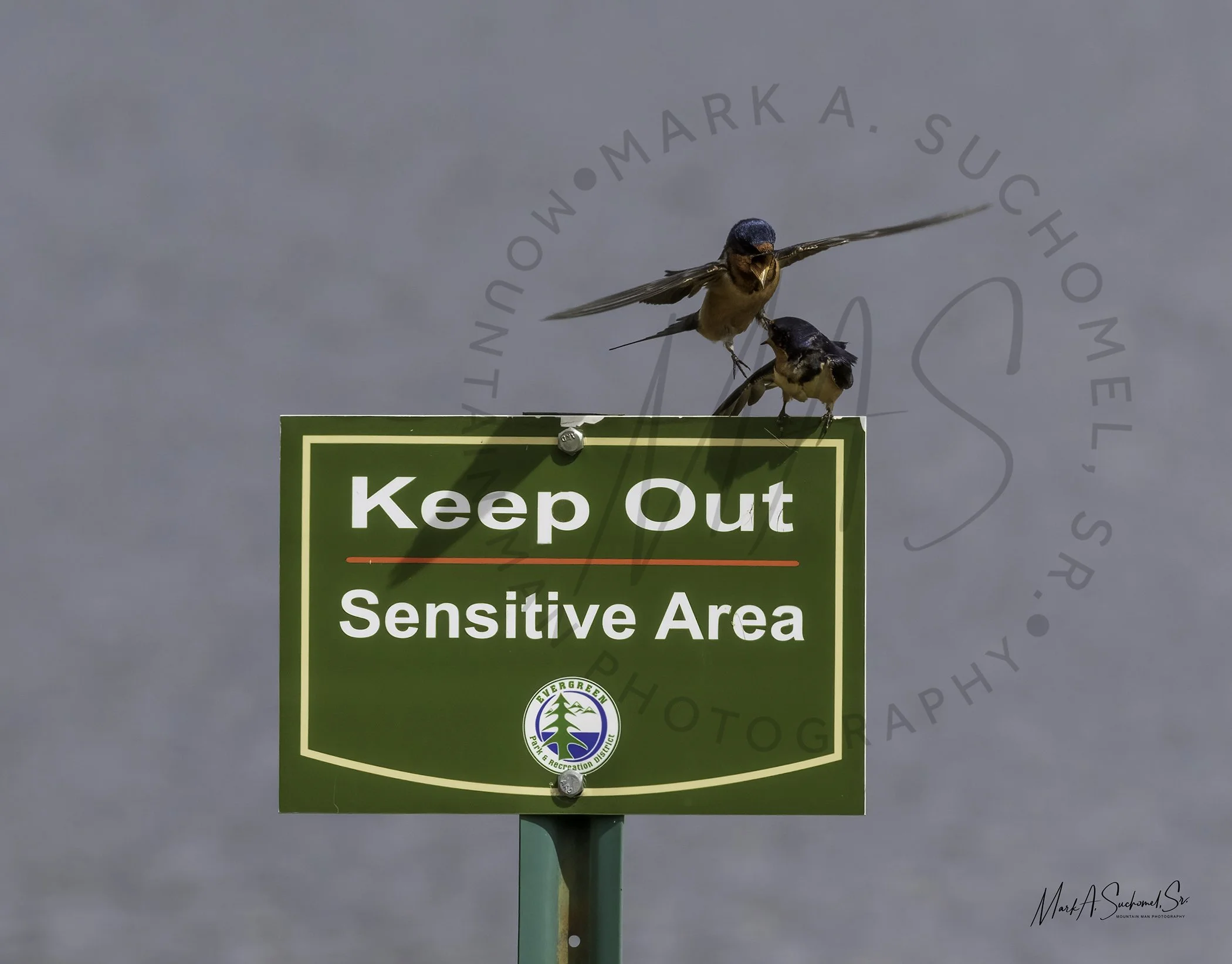 Barn Swallows Evergreen Lake Evergreen, Colorado