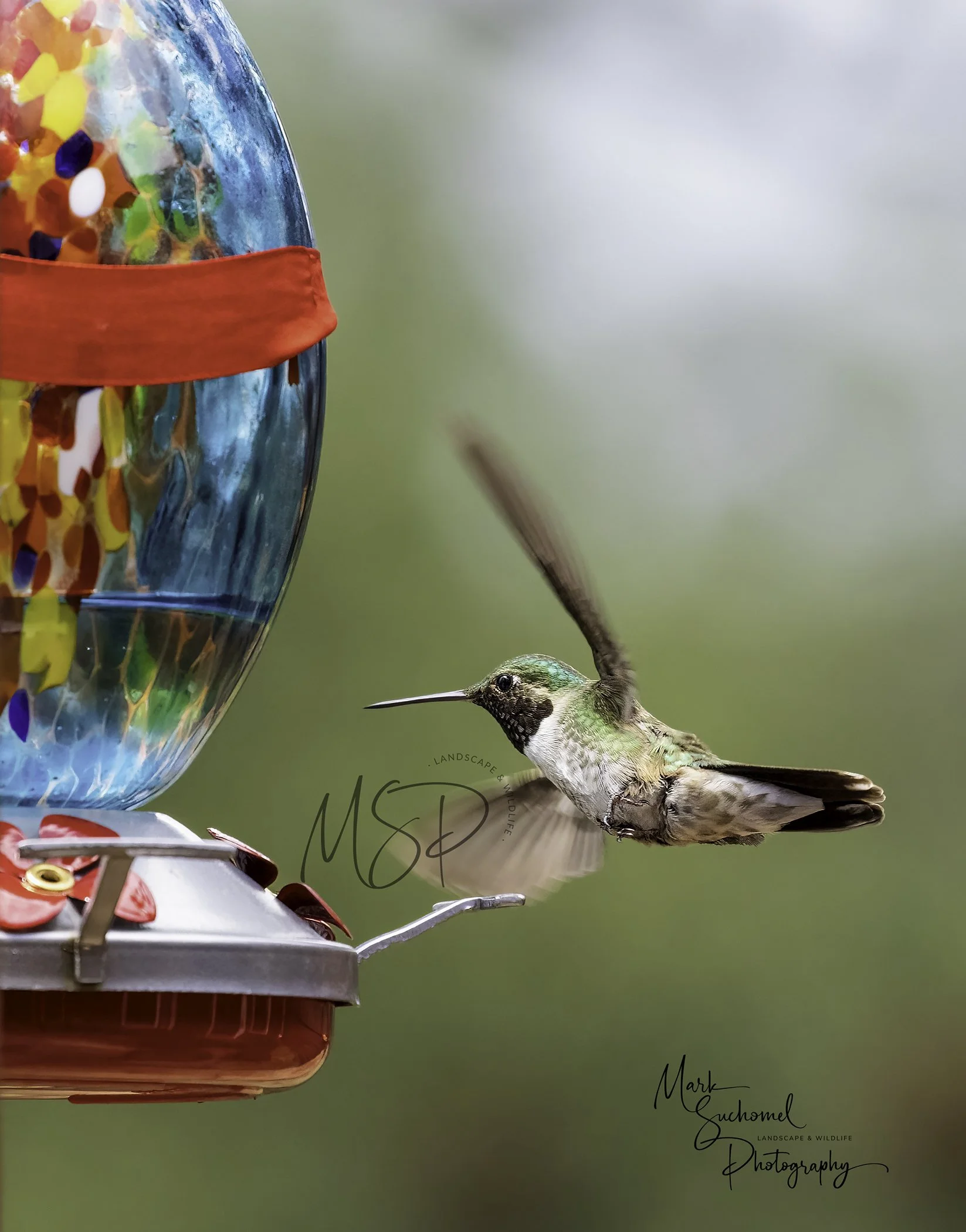 Close-up of a hummingbird approaching a colorful hummingbird feeder filled with mixed sprinkles and syrup, with a blurred green background.