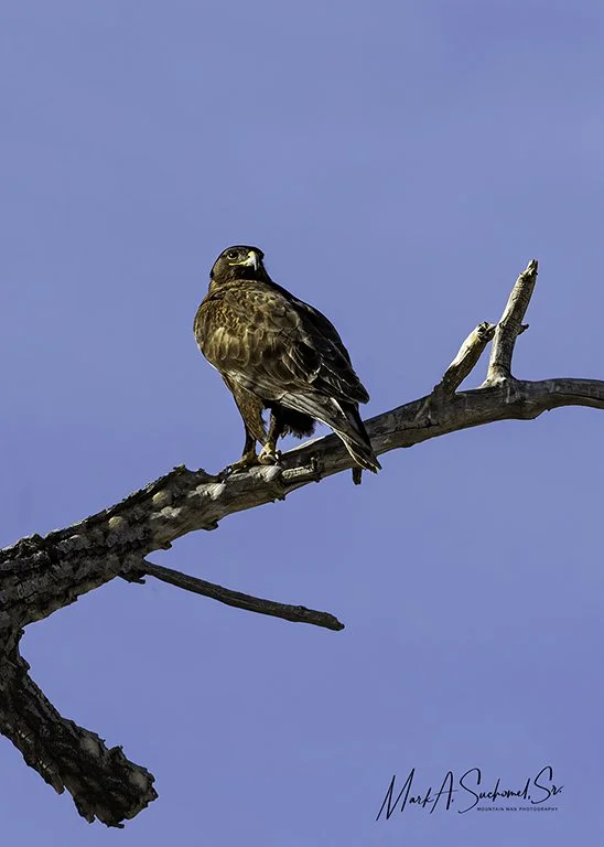 A bird of prey, possibly a hawk, perched on a leafless tree branch against a clear blue sky.