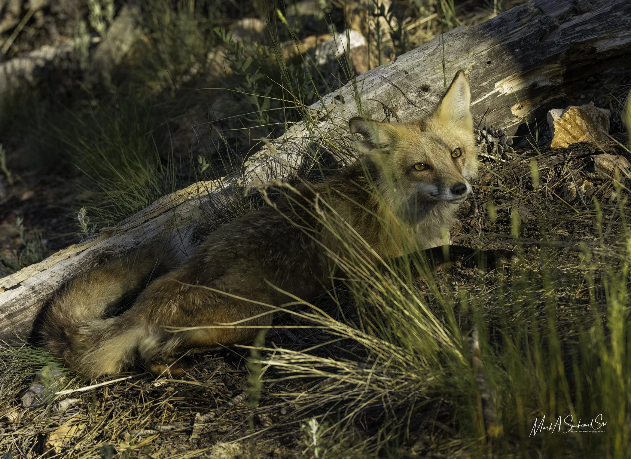 A fox lying on the ground among grass, rocks, and a fallen log, looking directly at the camera.