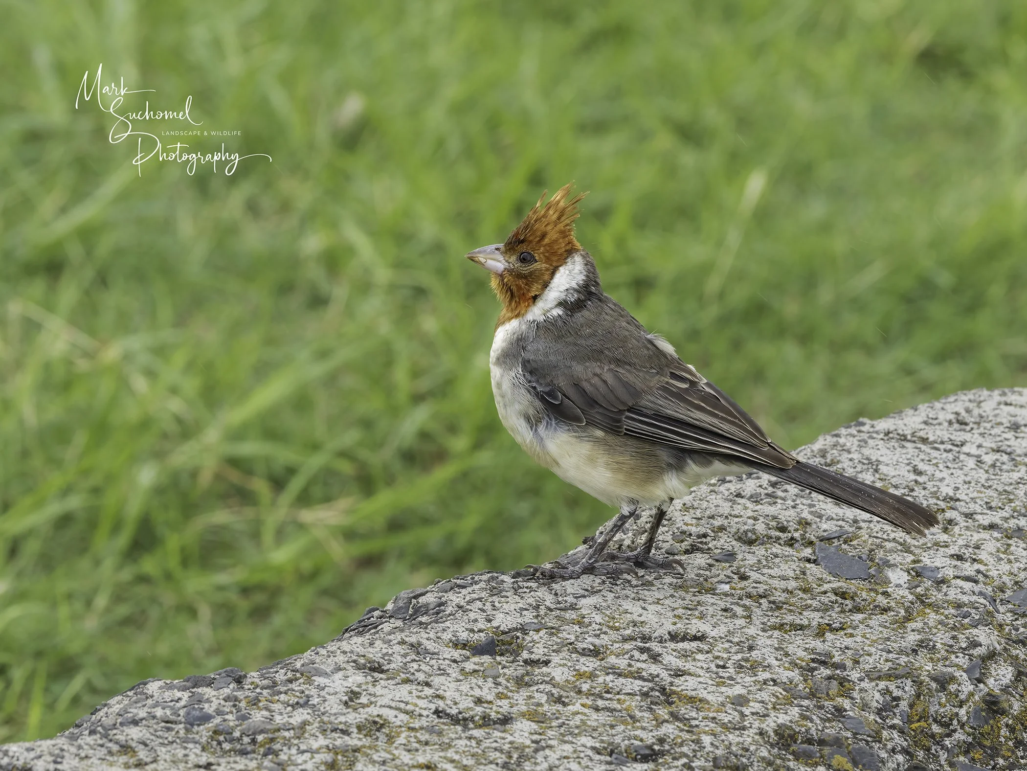Red-Crested Cardinal (Female)