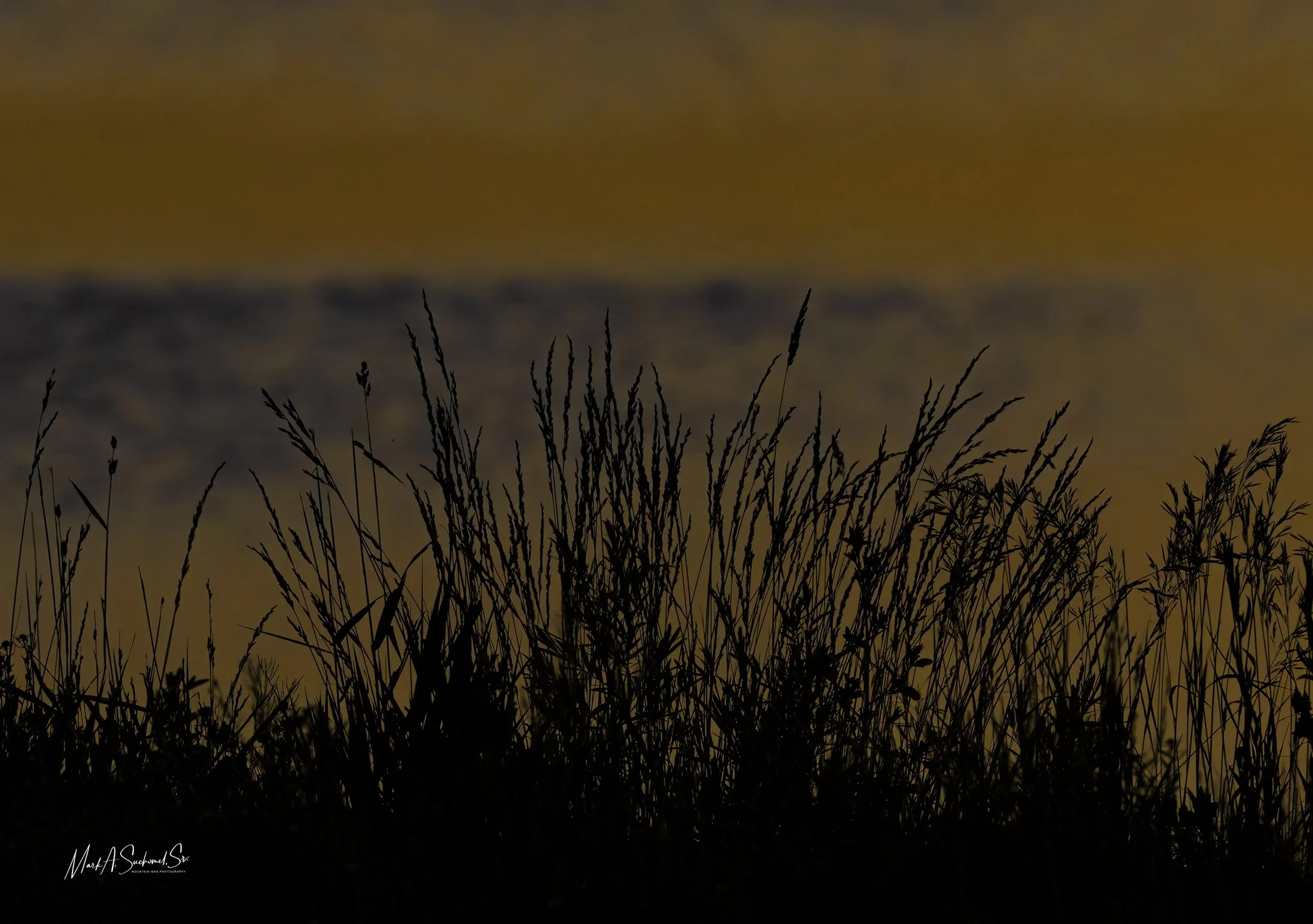 Silhouette of tall grass during sunset with an orange sky and blurred dark clouds in the background.