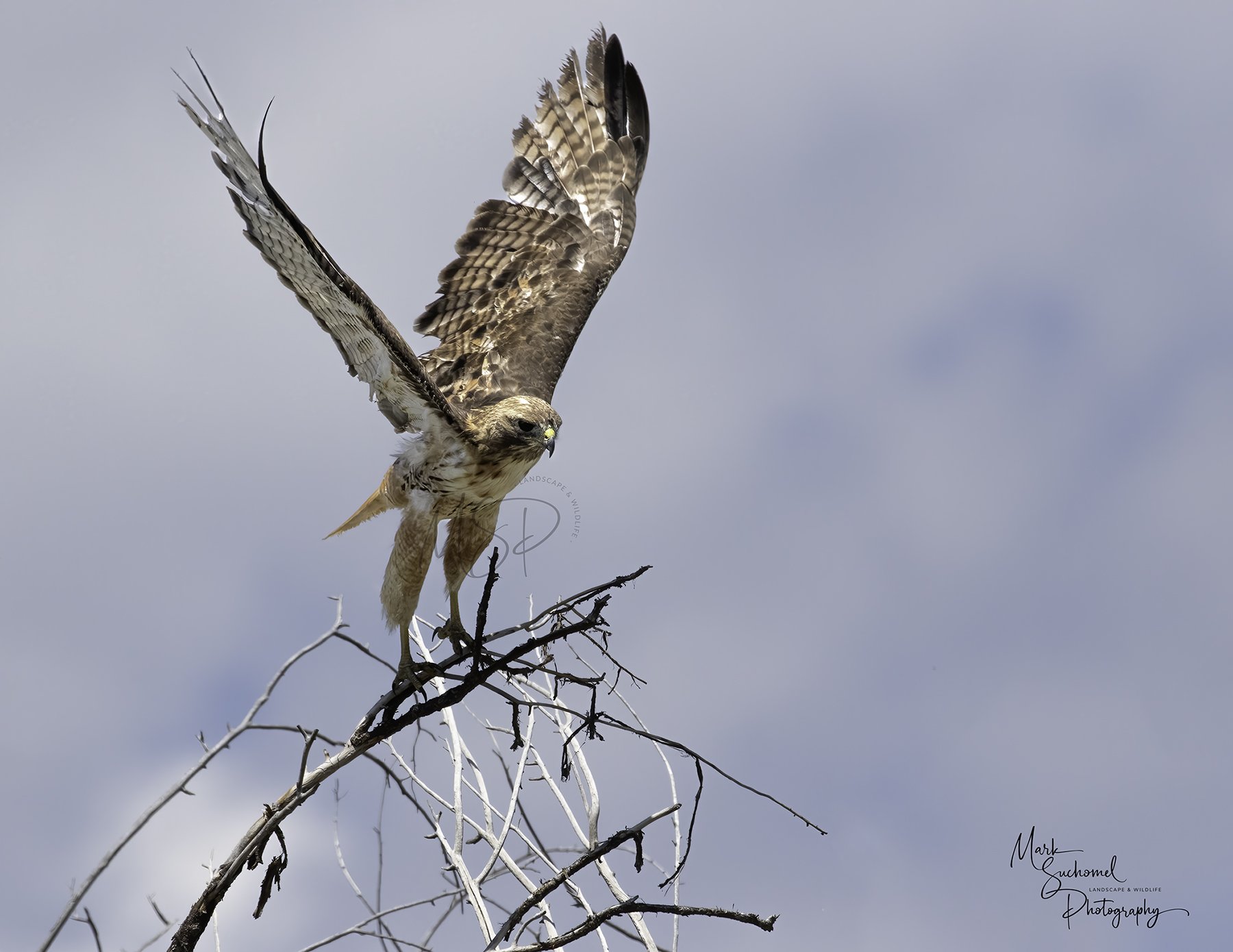 A Swainson's Hawk is landing on a dead tree branch with its wings partially raised against a cloudy sky.