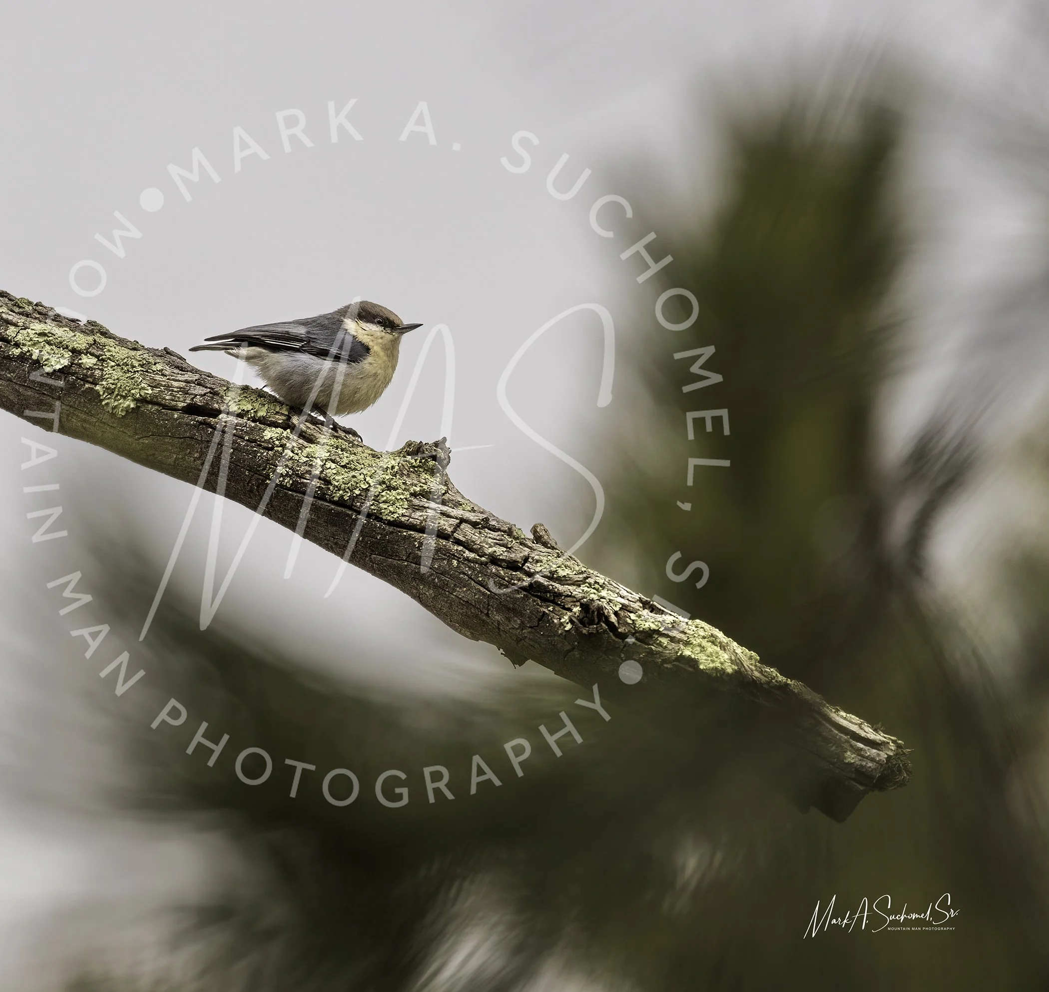 A small bird perched on a mossy tree branch.