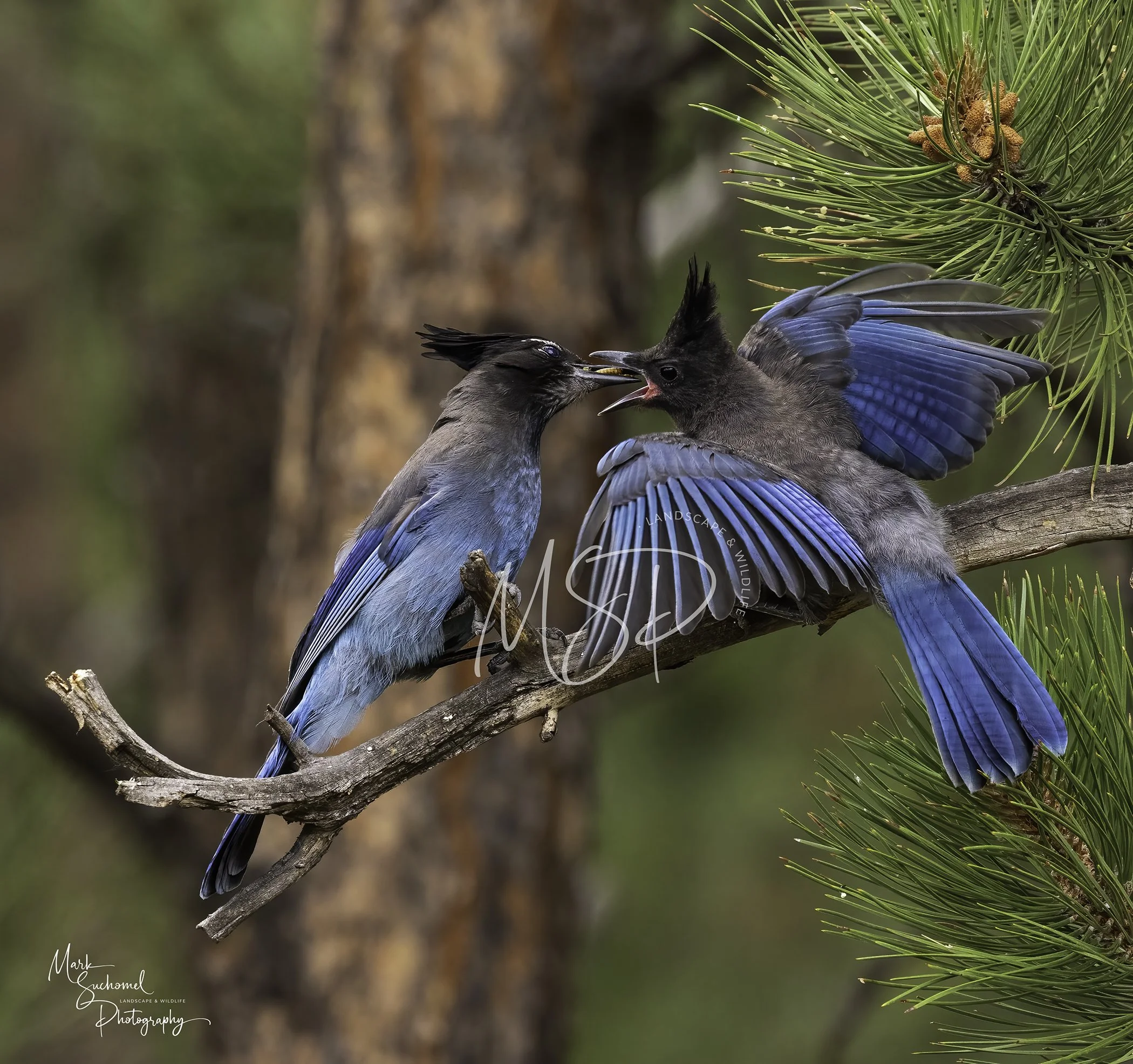Feeding Juvenile Steller's Jay