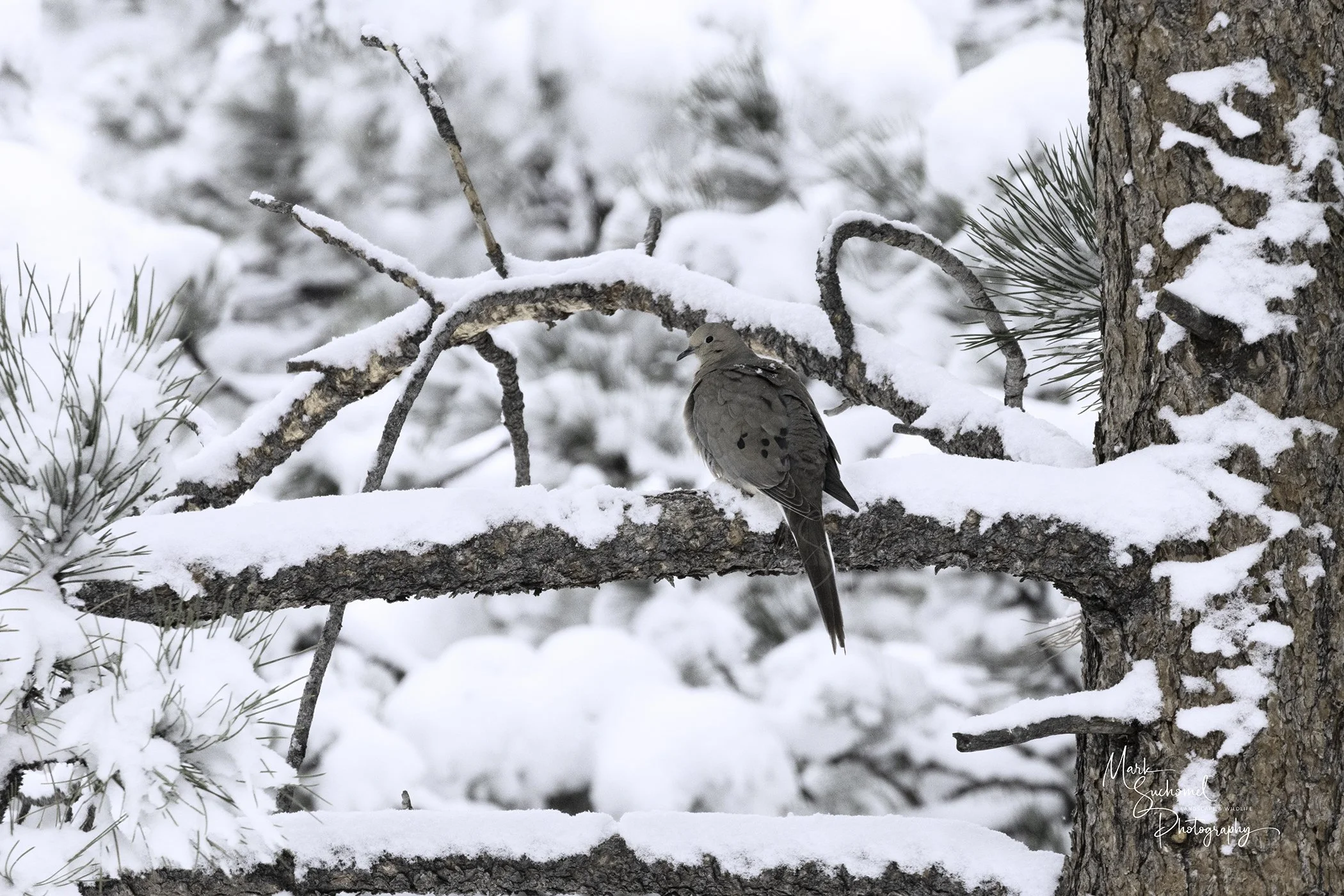 Mourning dove in snow
