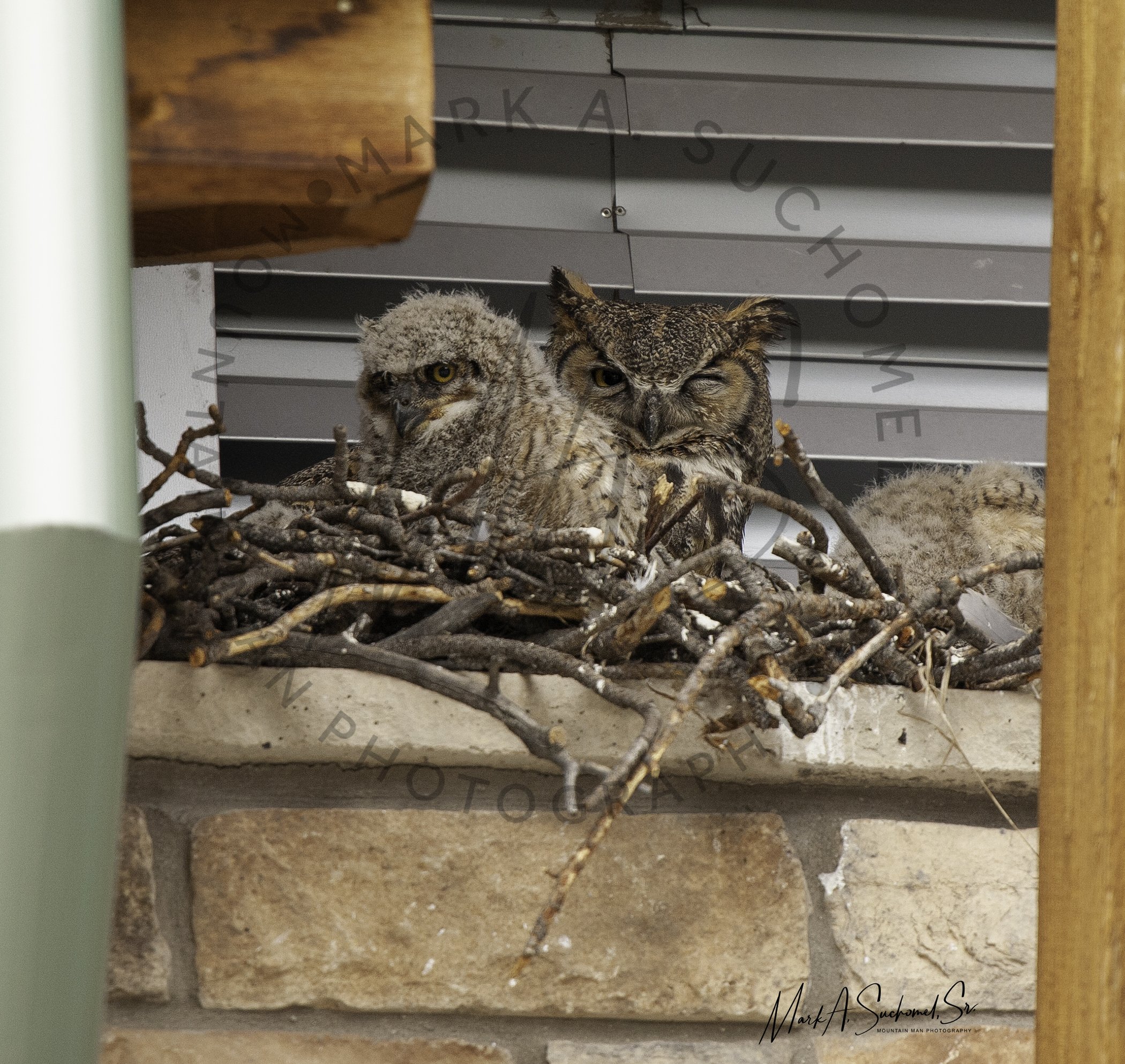 Horned Owls Nesting Evergreen, Colorado