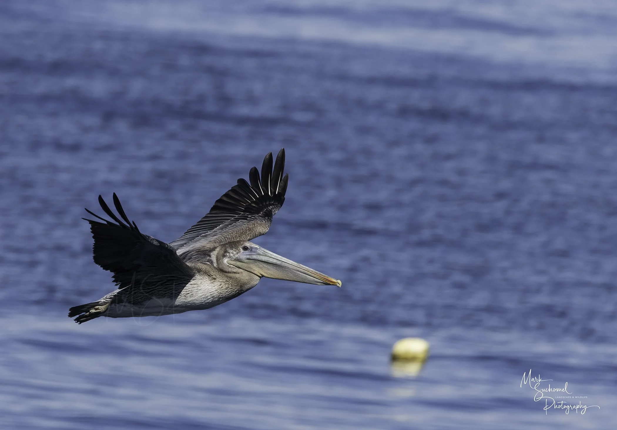 A pelican flying over a body of water with a buoy in the background.