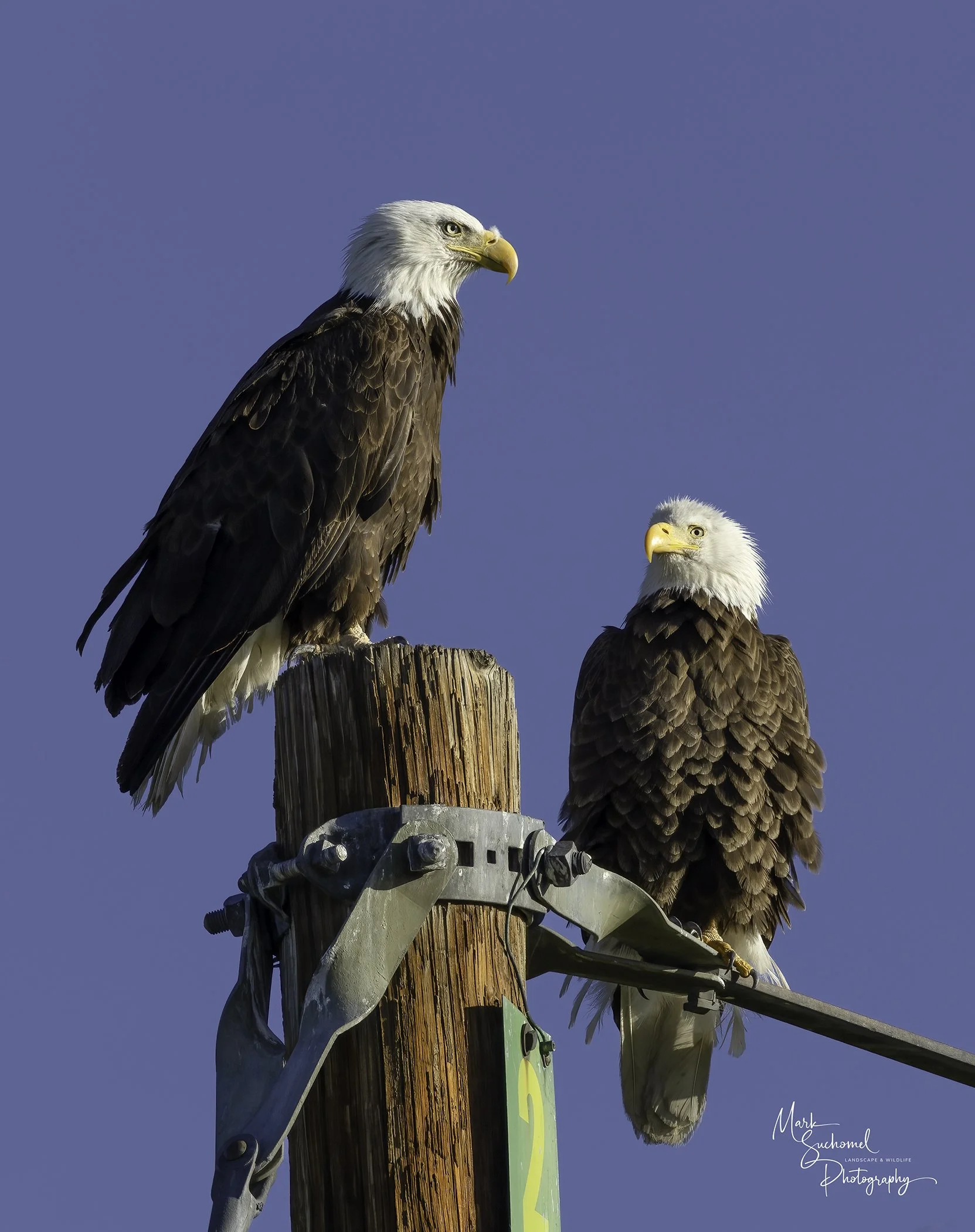 Two bald eagles perched on a wooden utility pole against a blue sky.