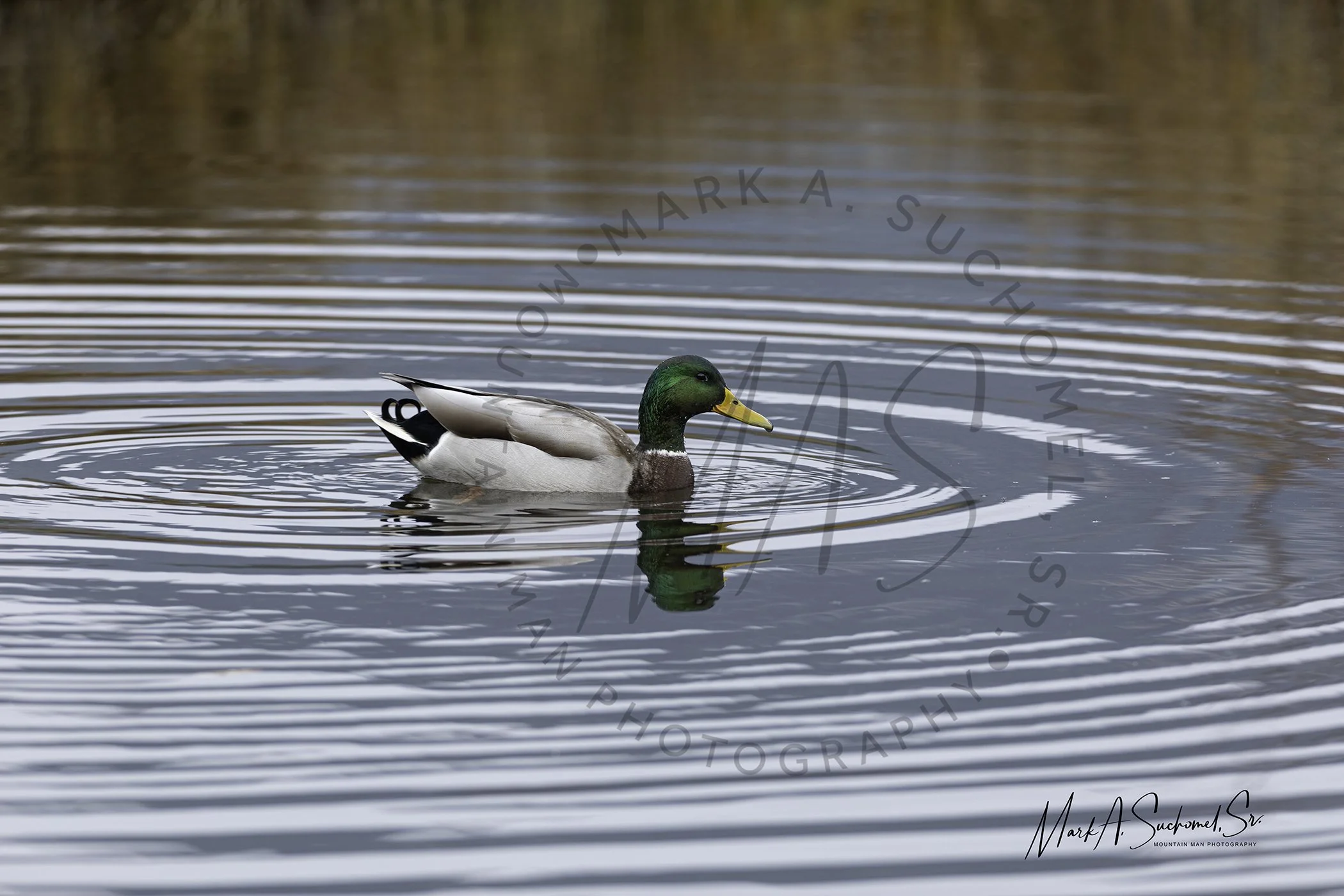 A male mallard duck swimming in a body of water with gentle ripples, reflecting nearby trees or sky.