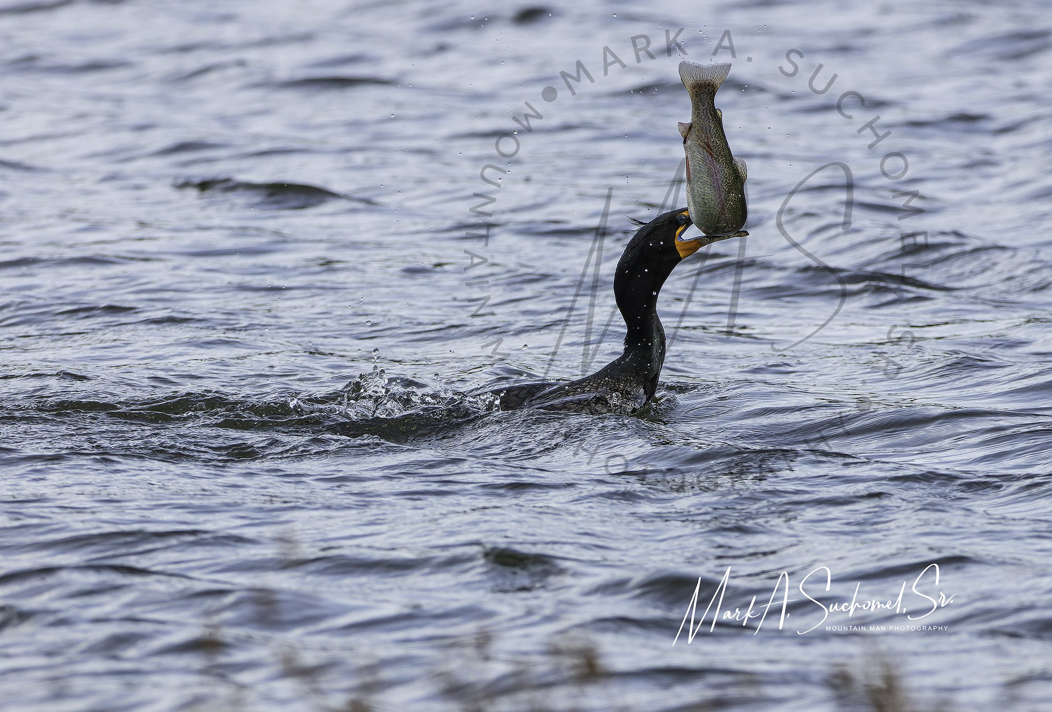 Double-crested Cormorant with trout Evergreen Lake Evergreen, Colorado