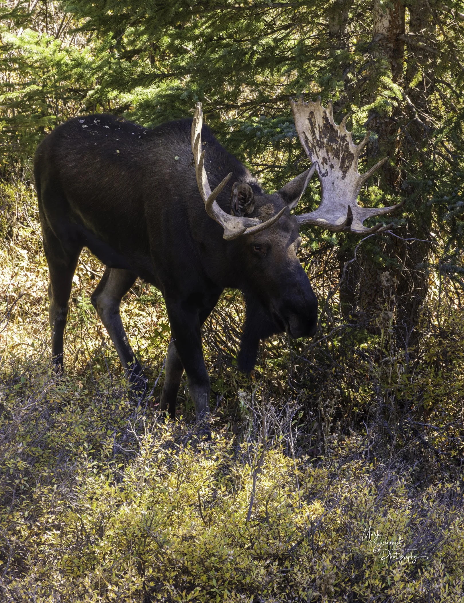 A large moose standing among bushes and pine trees in a forest, with prominent antlers, during daylight.