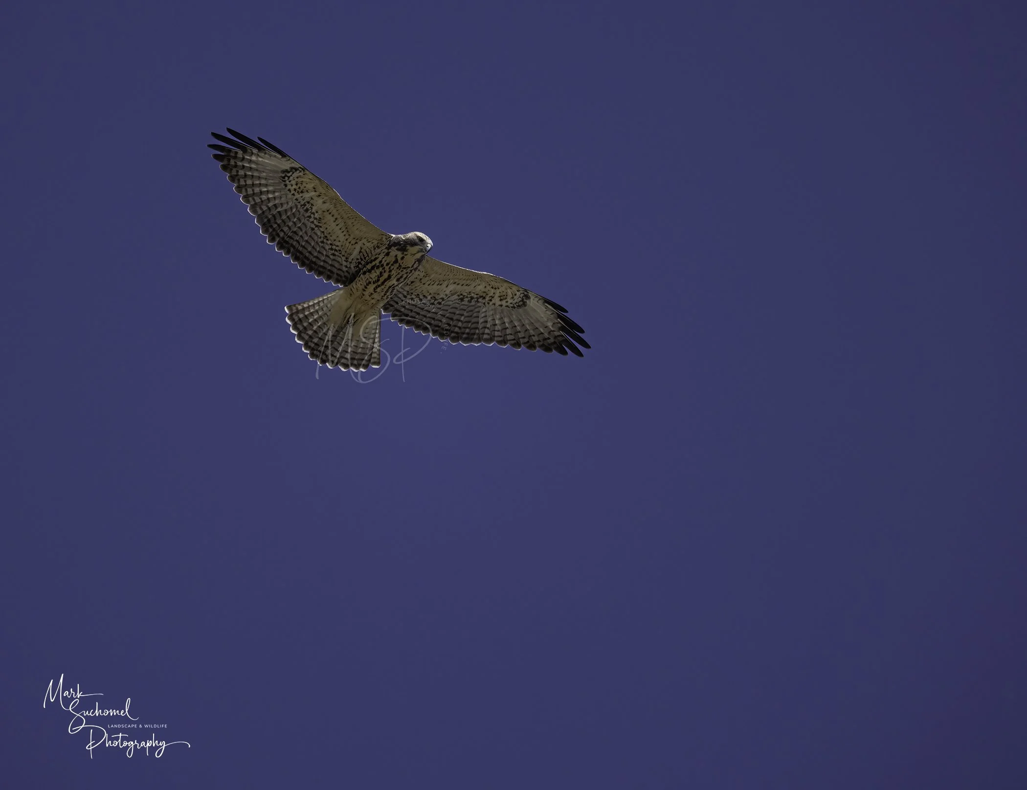 A bird of prey, possibly a hawk, flying in a clear blue sky with its wings spread wide.