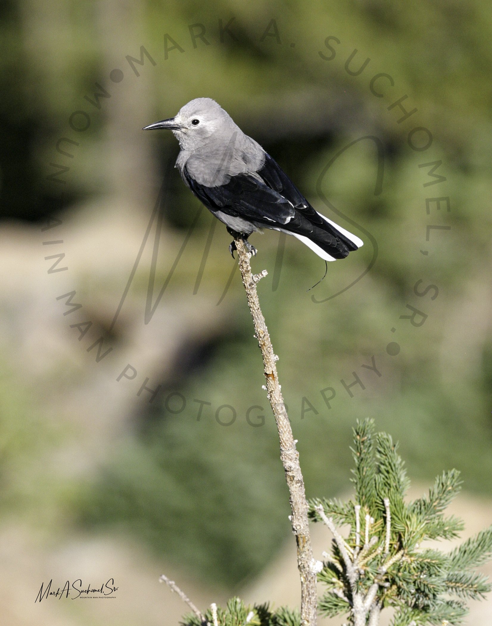 Clark's Nutcracker Rocky Mountain National Park, Colorado