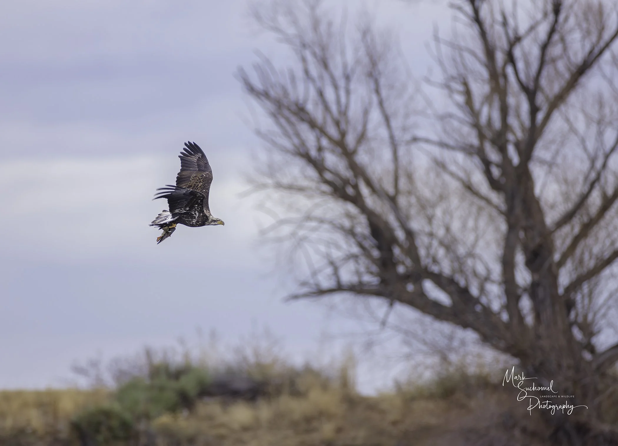 Bald Eagle with duck kill