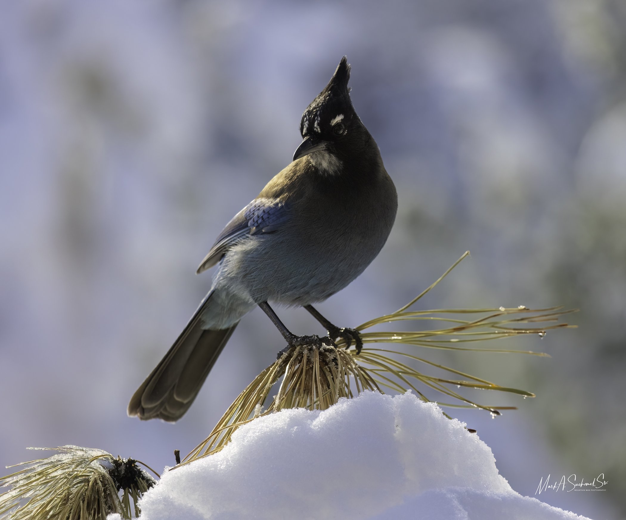 A Steller's Jay perched on a dried plant stem in a snow-covered landscape.