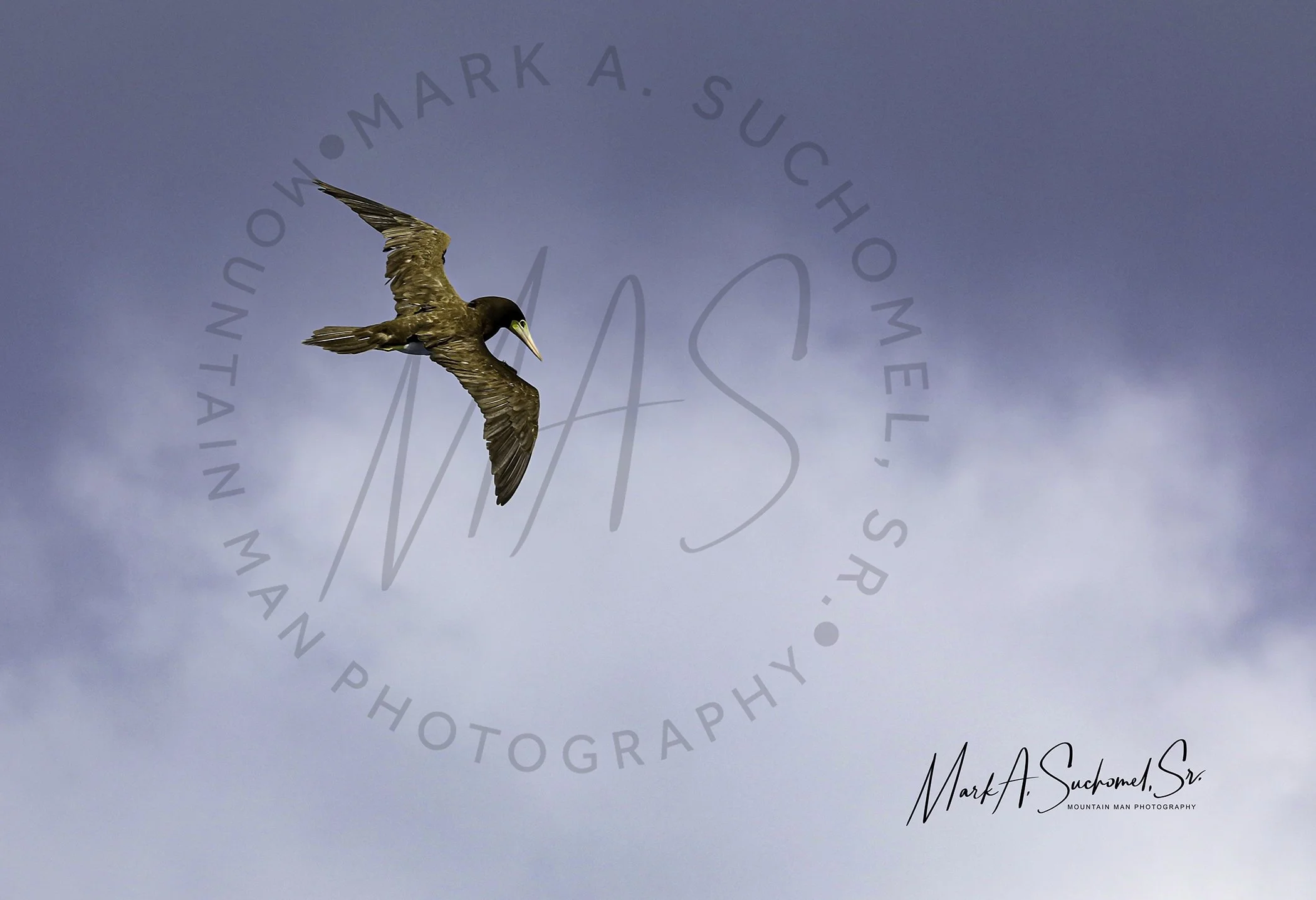 Brown Booby soaring over Atlantic Ocean St. Thomas, U.S V.I.