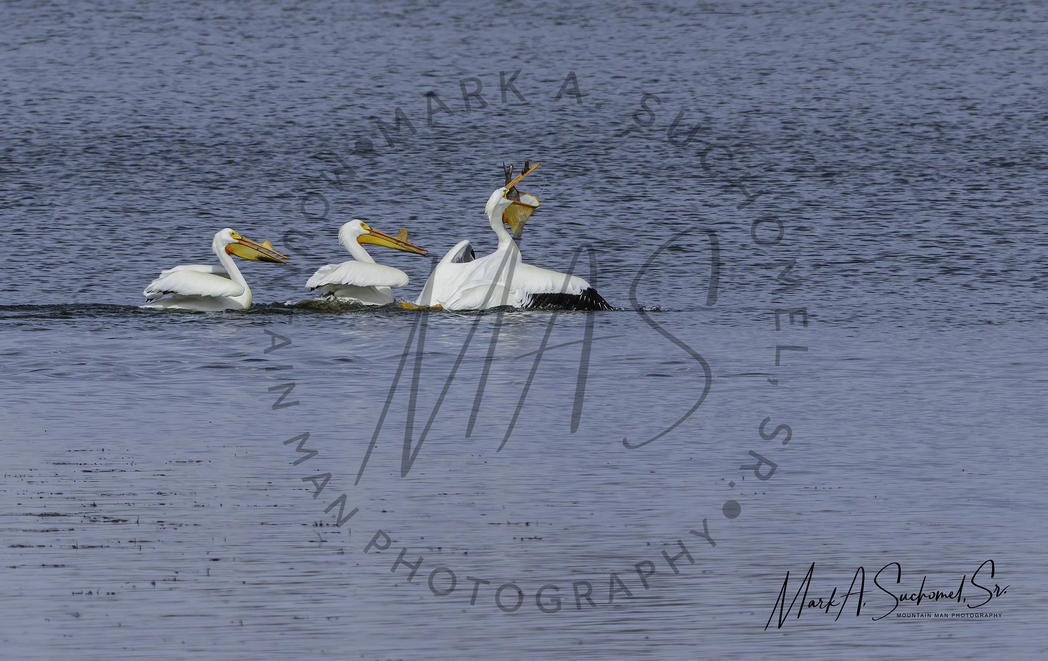A mother pelican with her three light-colored, adult pelican chicks swimming in calm water.