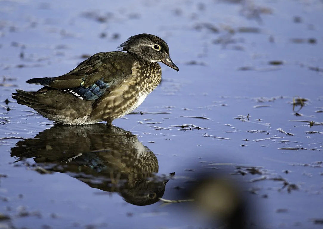 A ducks standing in shallow water, with a reflection visible in the water.