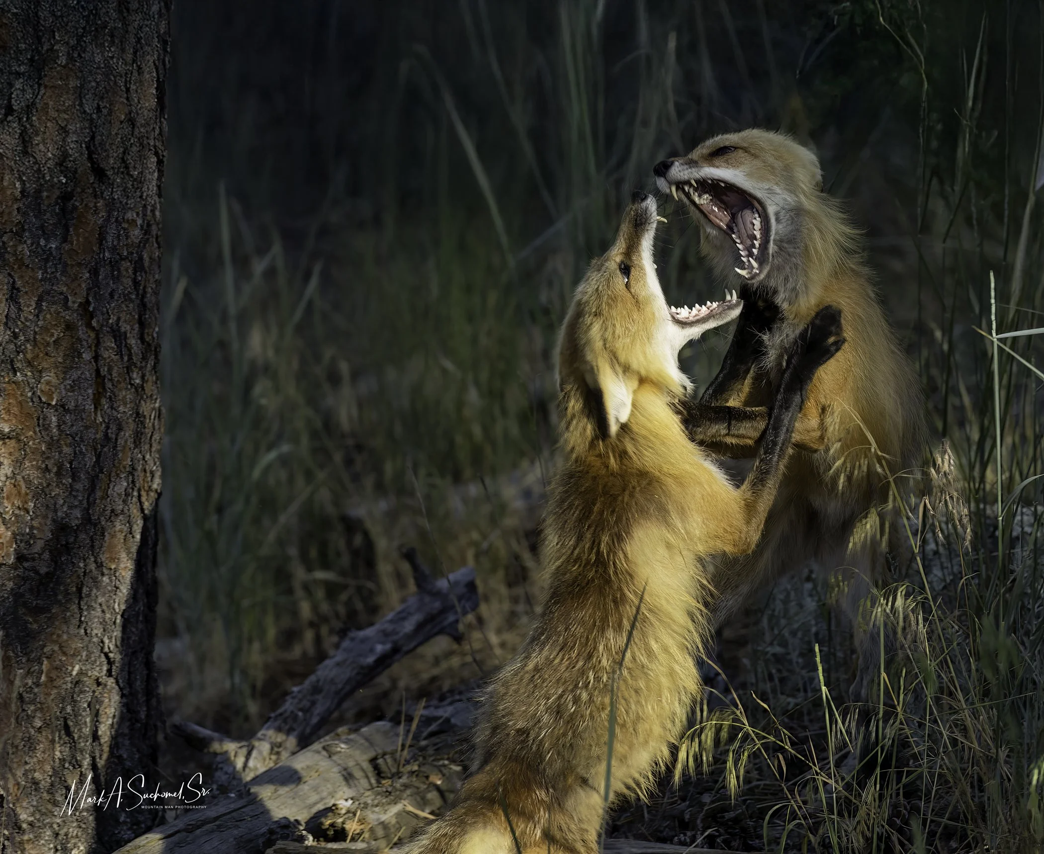 Two young foxes appear to be fighting in a forested area near a tree trunk and fallen branches, with tall grass and foliage in the background.