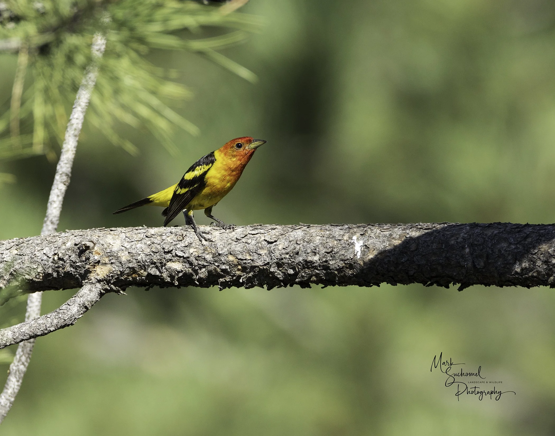 Western Tanager