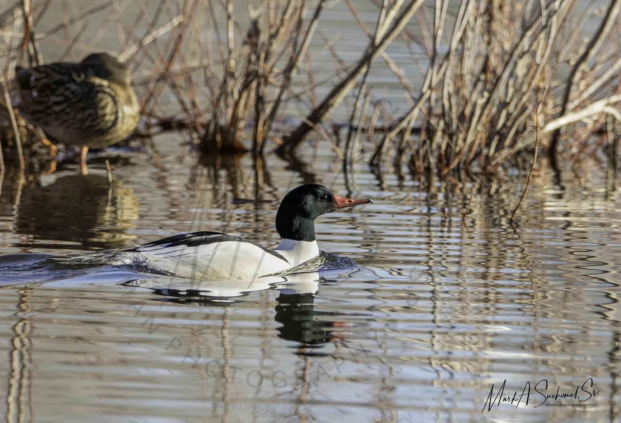 Common Merganser Duck male Immature Chatfield State Park Littleton, Colorado