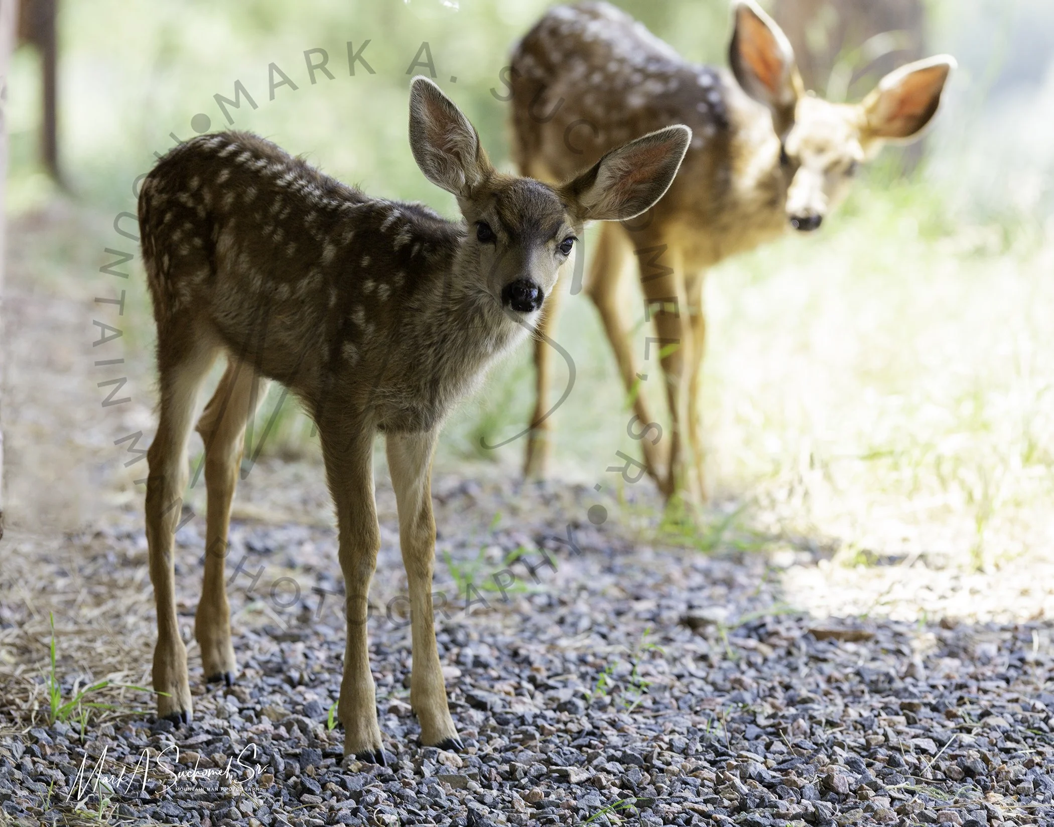 A fawn and a deer standing on a gravel path in a wooded area with sunlight filtering through the trees.