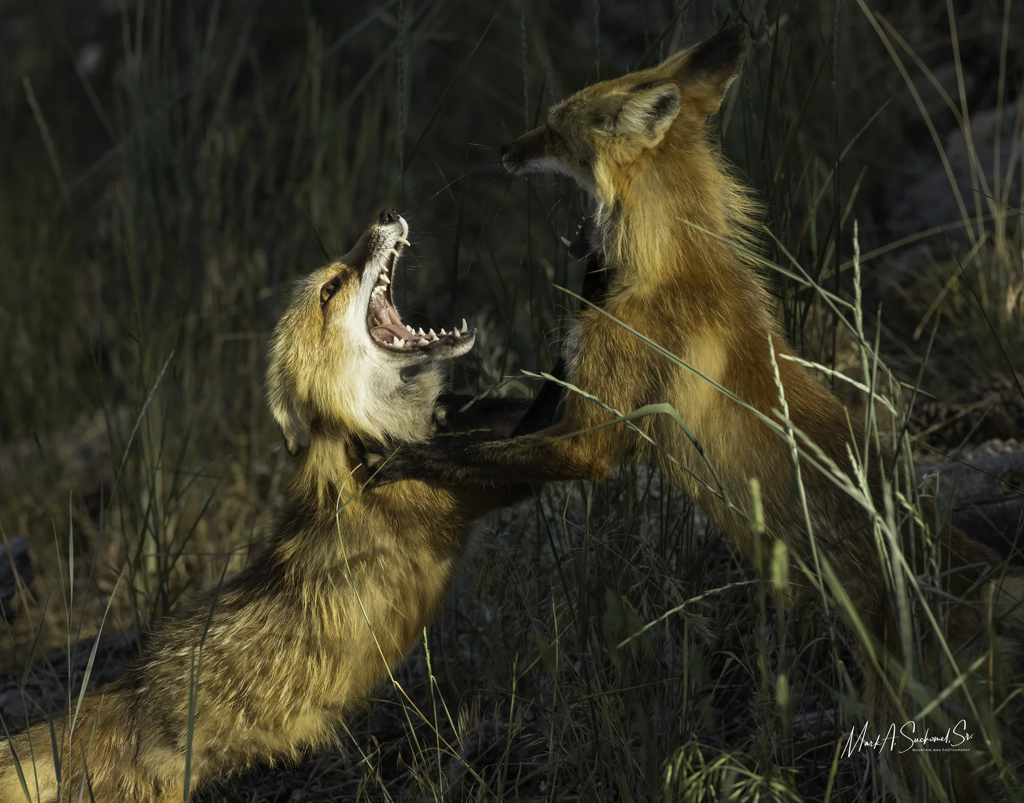 Foxes fighting for territory 