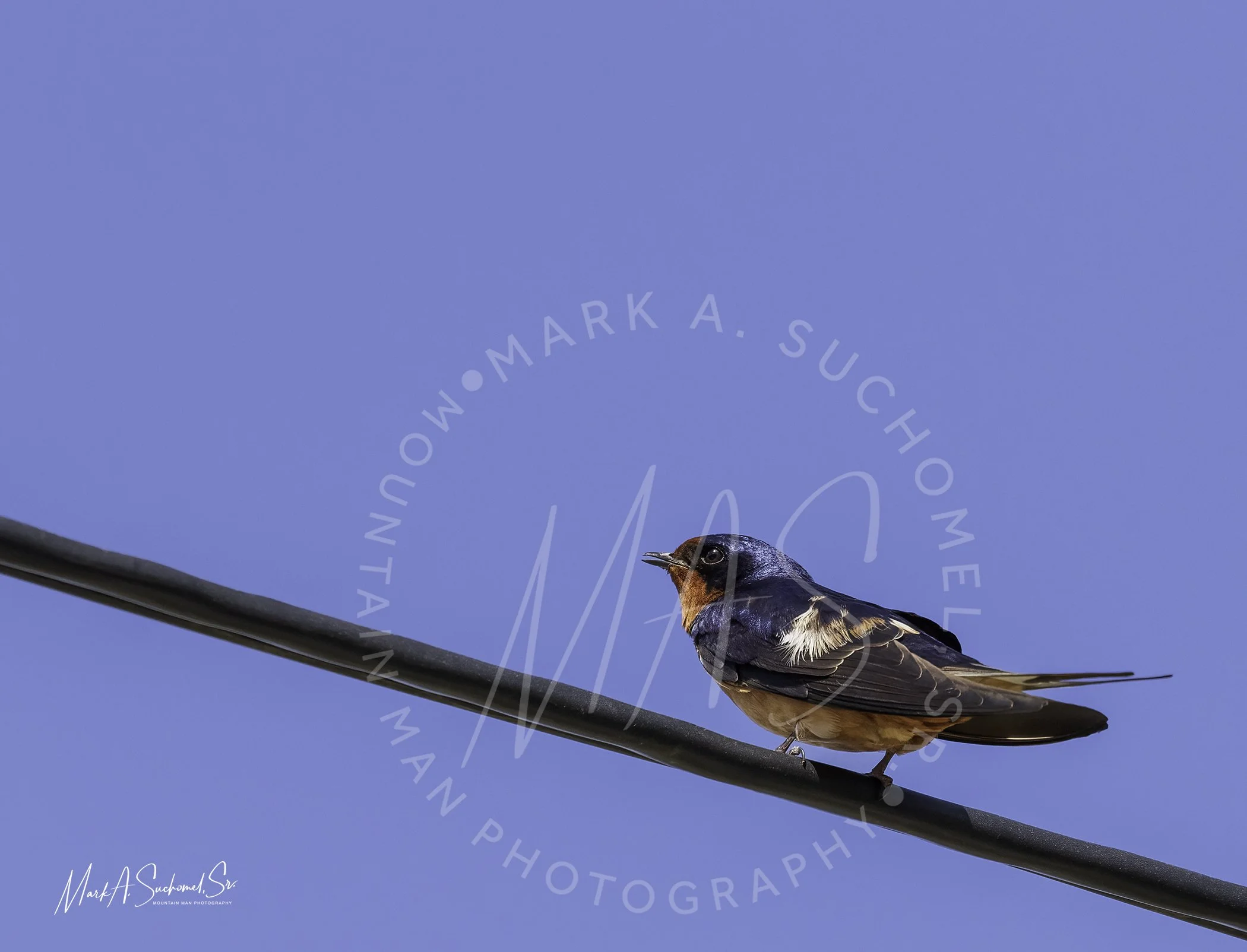 Barn Swallow Evergreen Lake Evergreen, Colorado