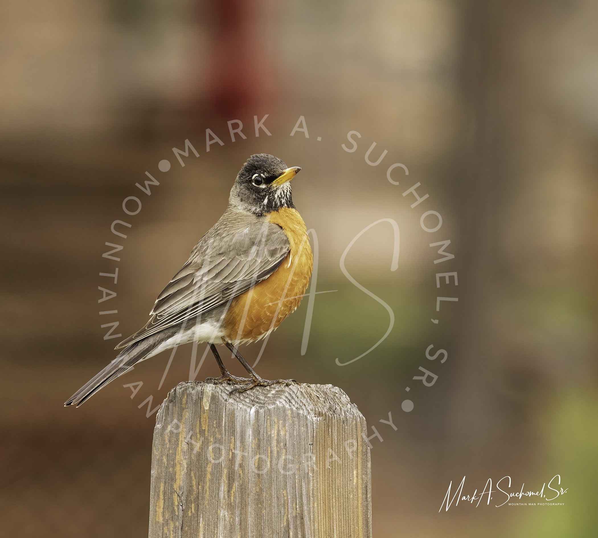 A bird with gray and orange plumage perched on a weathered wooden post, with a blurred natural background.