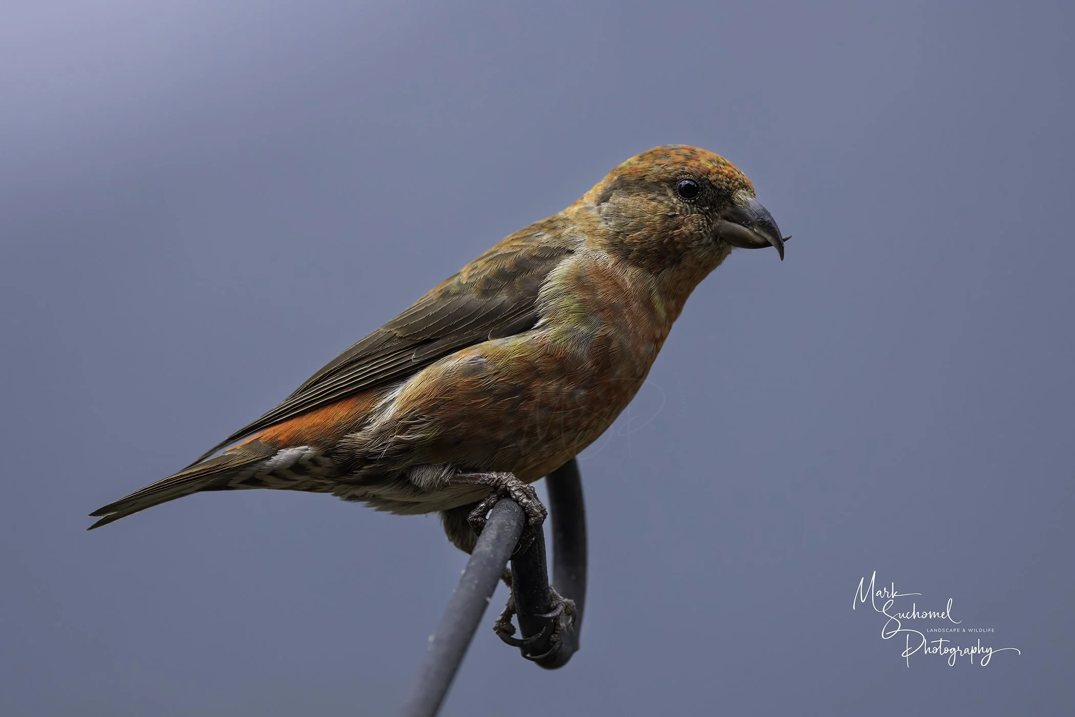Red Crossbill