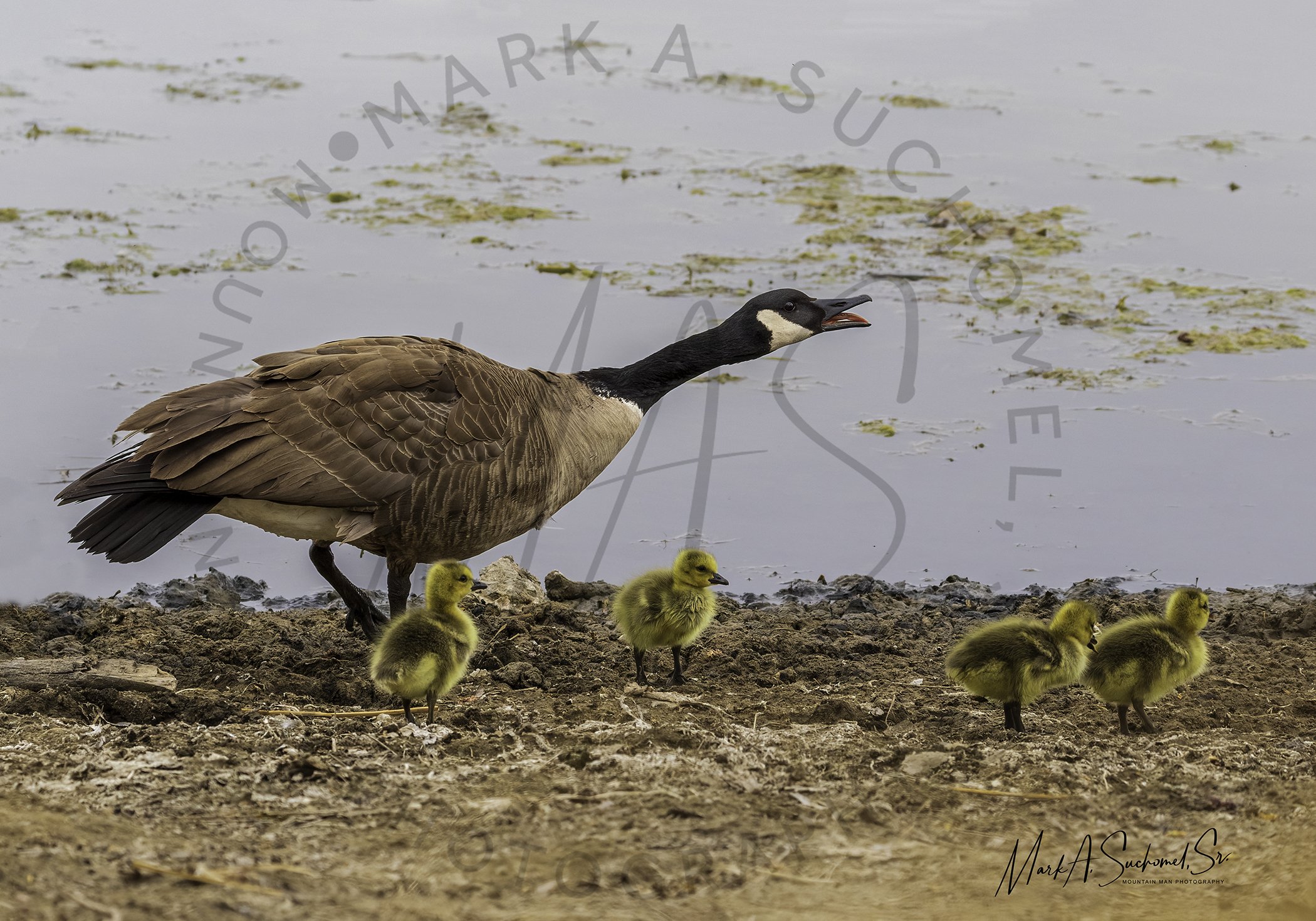 A Canada goose with black head and neck, white patches on cheeks, brown body, and yellow goslings on muddy ground near water.