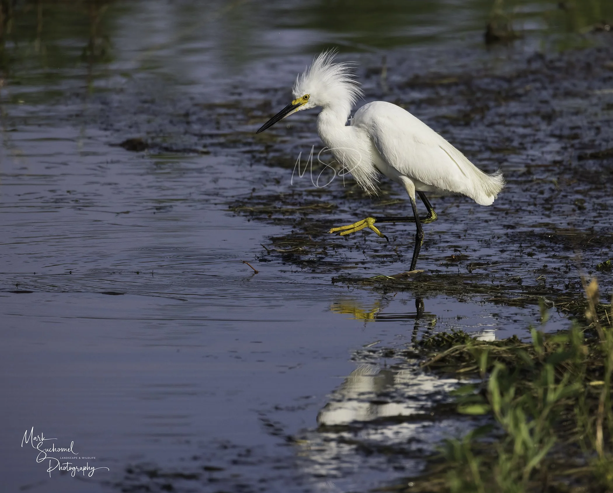 A snowy egret wading in shallow water, with its head turned to its right, standing on one leg with its yellow feet visible and its long black beak pointed downward.