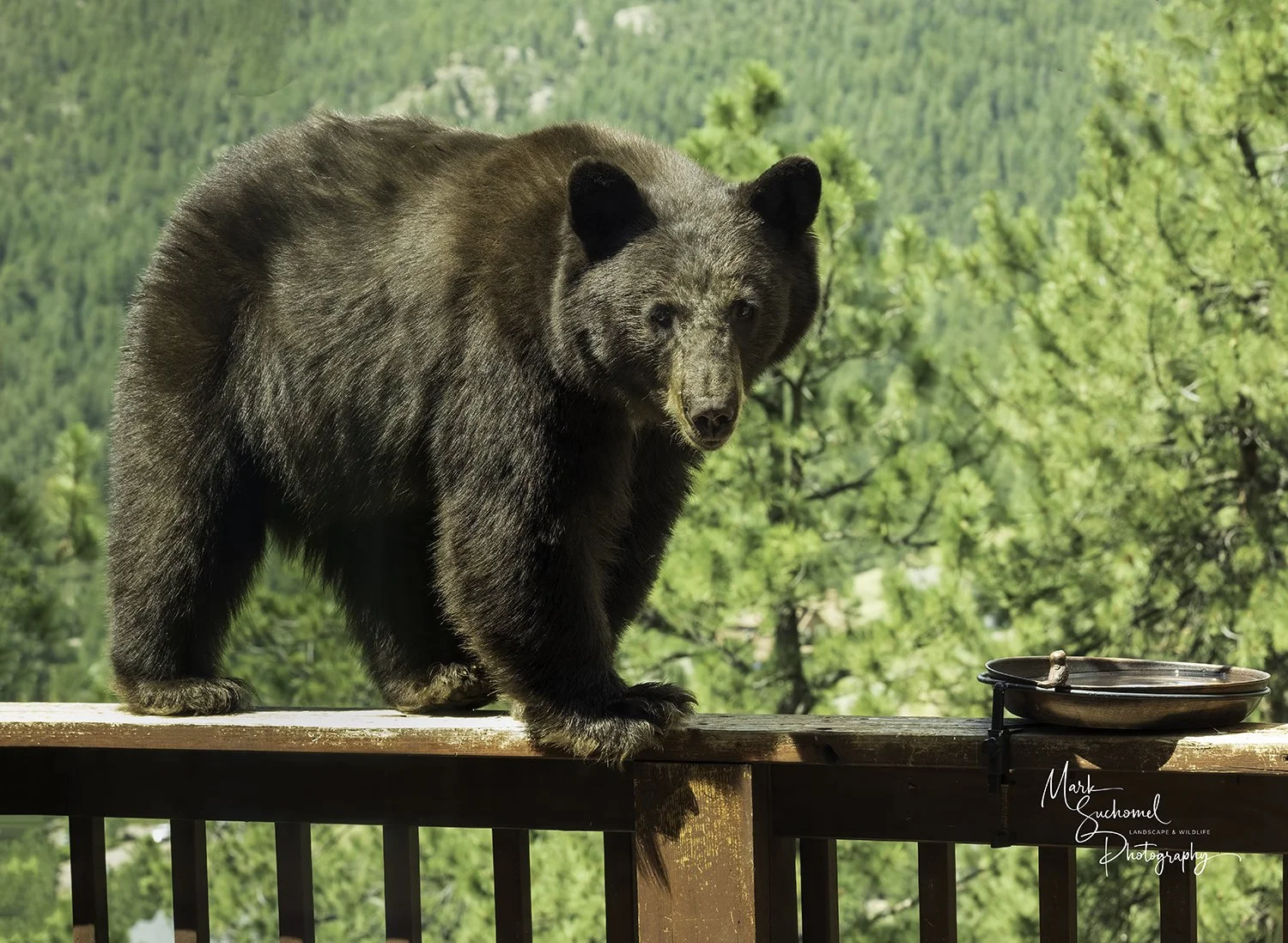 A bear standing on a wooden deck with lush green trees and mountains in the background, near a water dish.