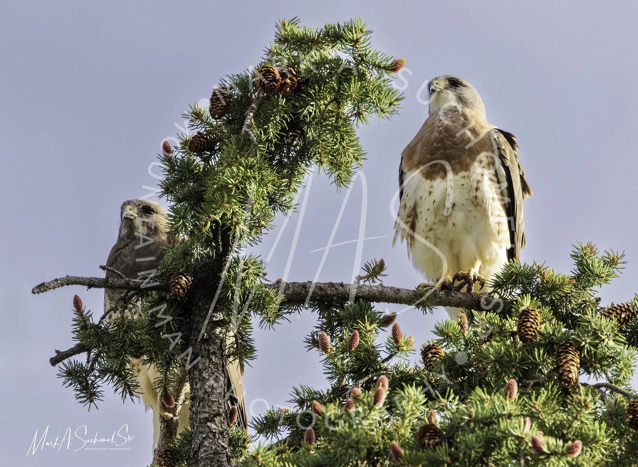 Two hawks perched on branches of a pine tree with pinecones and pink pine flower spikes, against a light blue sky.