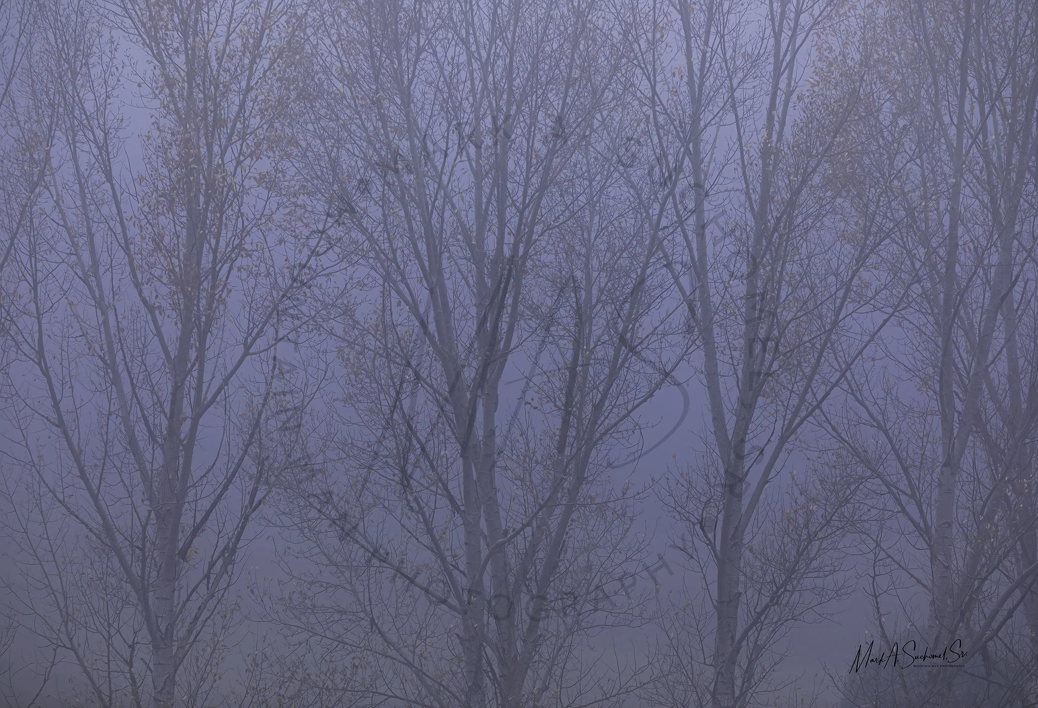 Fall weather Cottonwoods Evergreen, Colorado