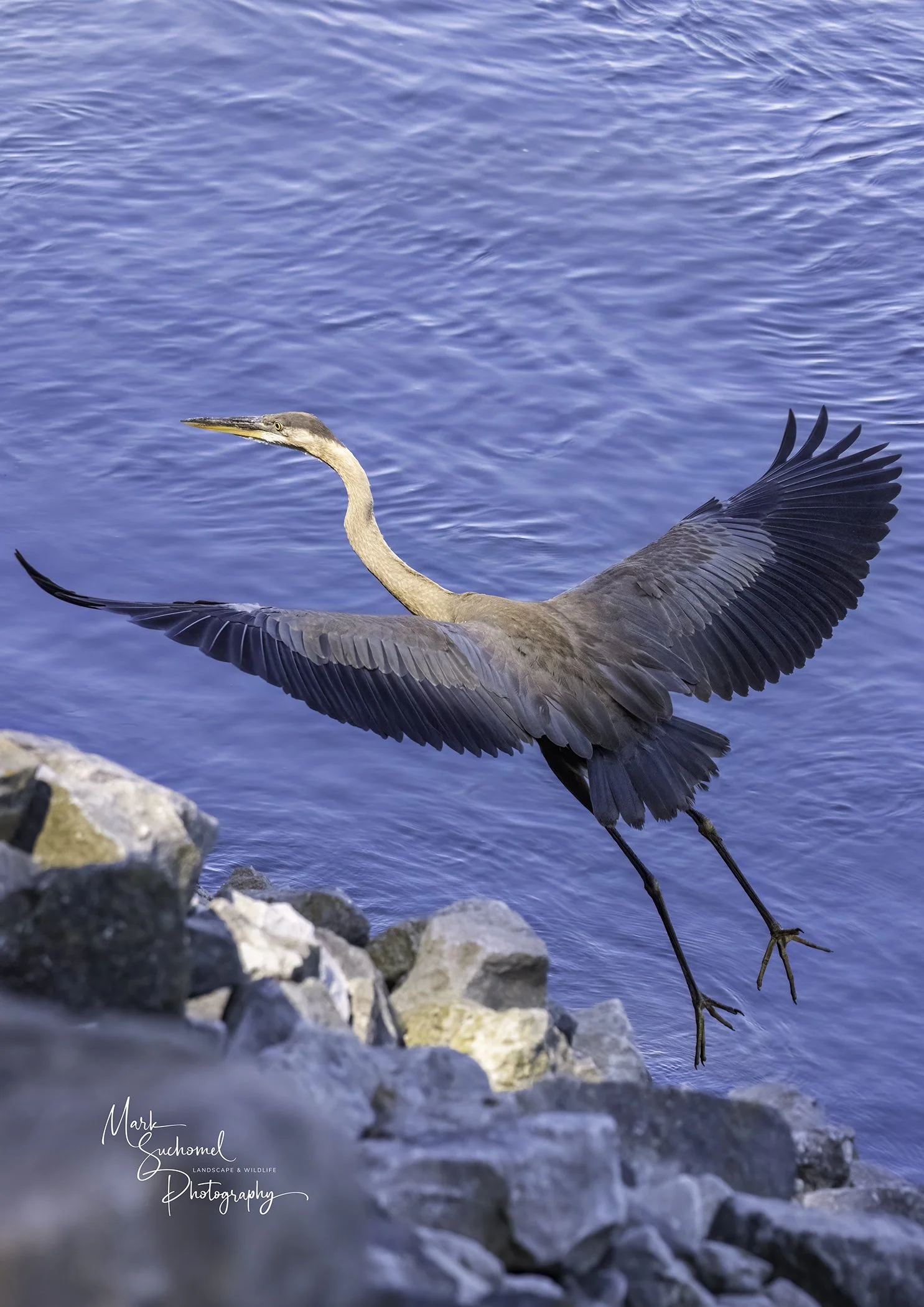 A heron is flying above rocks near a body of water with a blue surface.