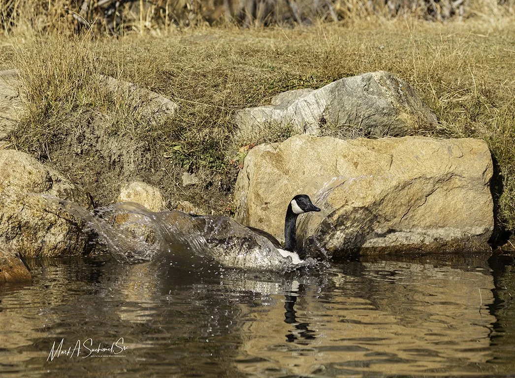A Canada goose swimming in a rocky pond with water splashing around it.