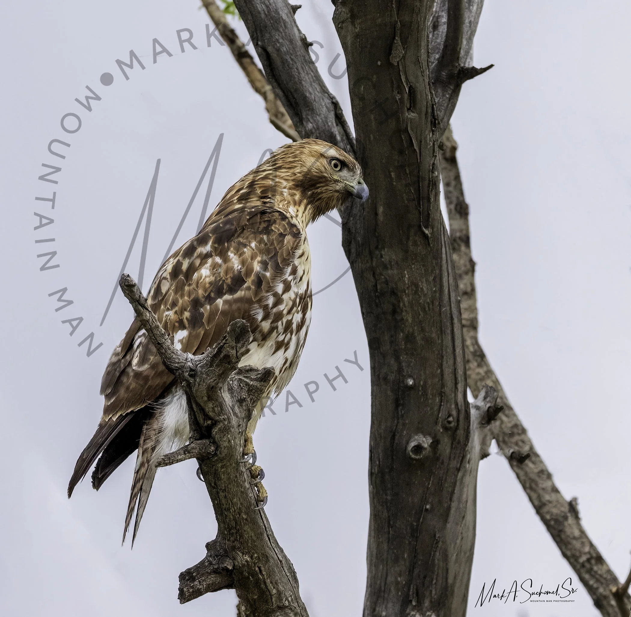 A hawk perched on a leafless tree branch, looking to the side, with a gray sky in the background.