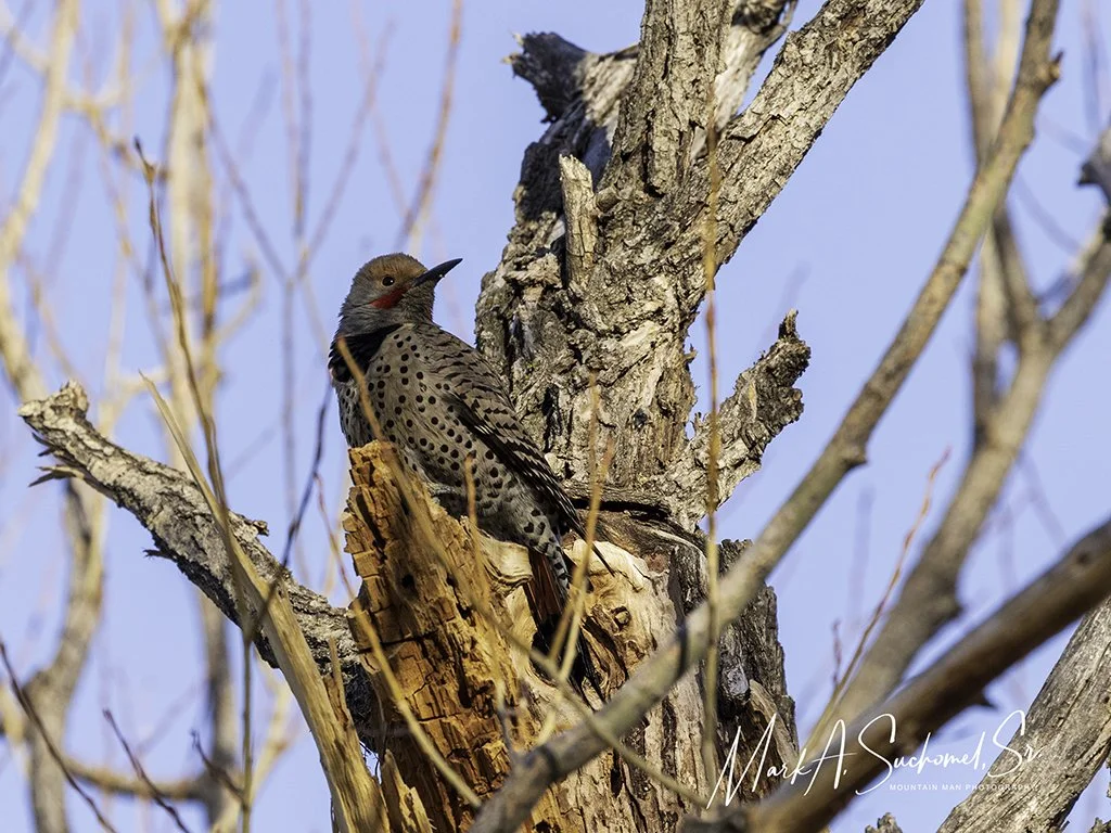 A woodpecker perched on a tree trunk with a background of clear blue sky and leafless branches.