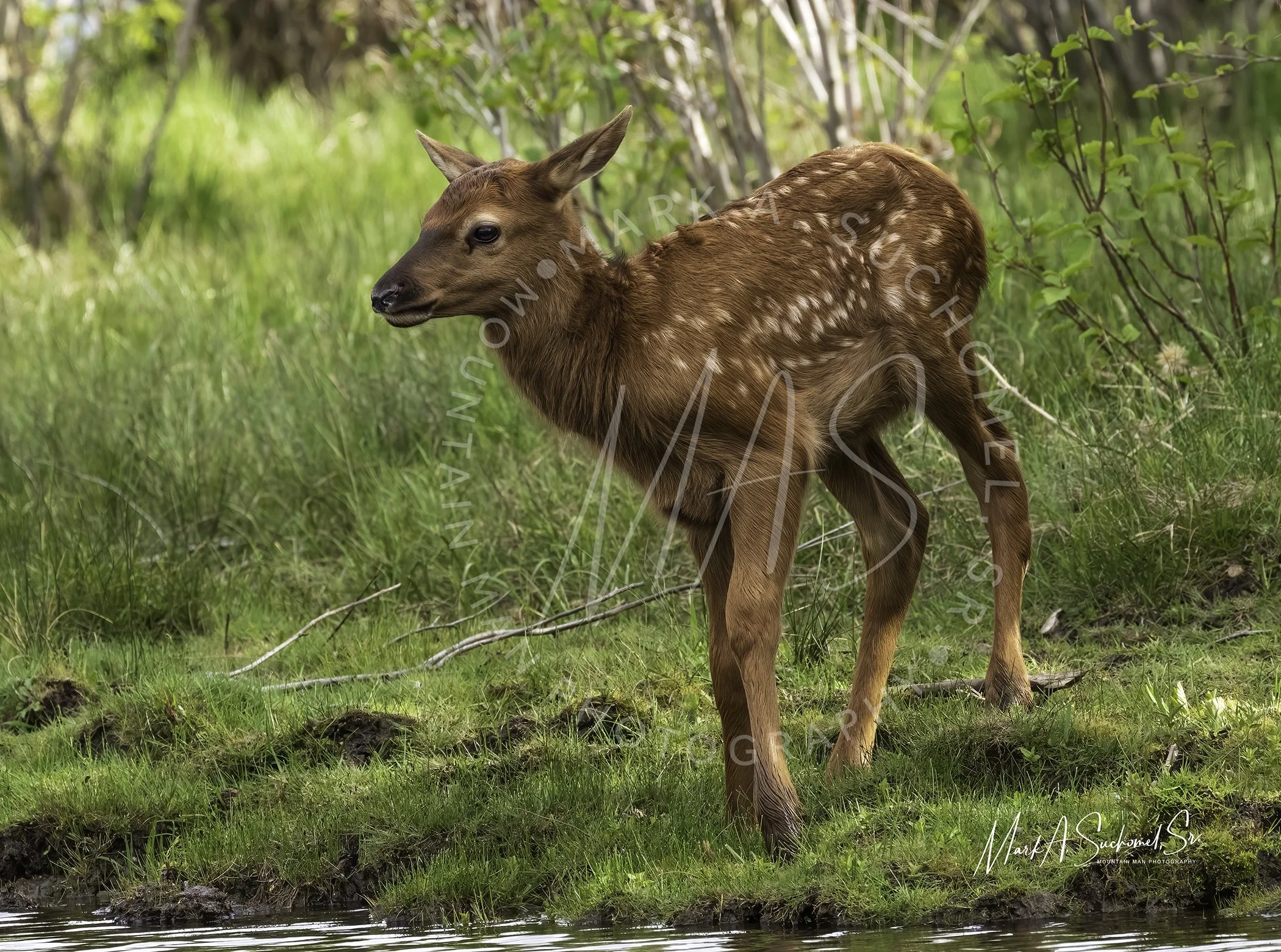 A young deer standing near a water body in a green forest setting.